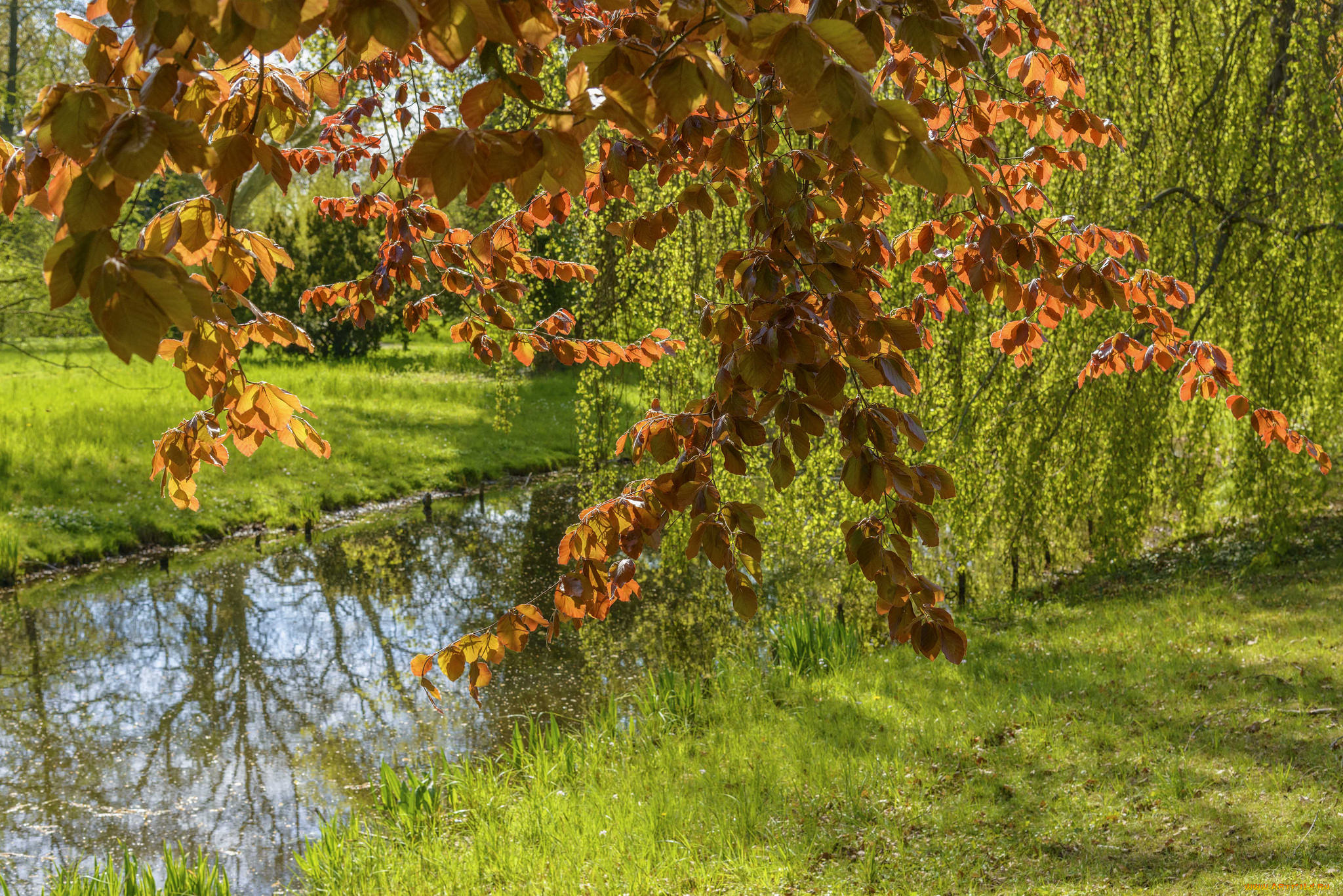 природа, реки, озера, река, лес