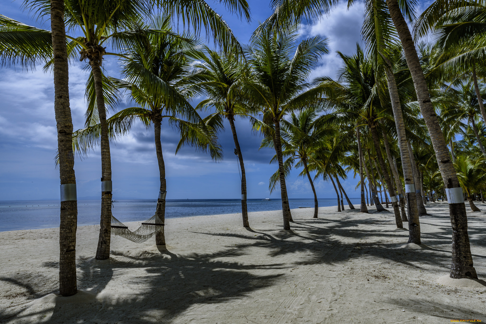 природа, тропики, пальмы