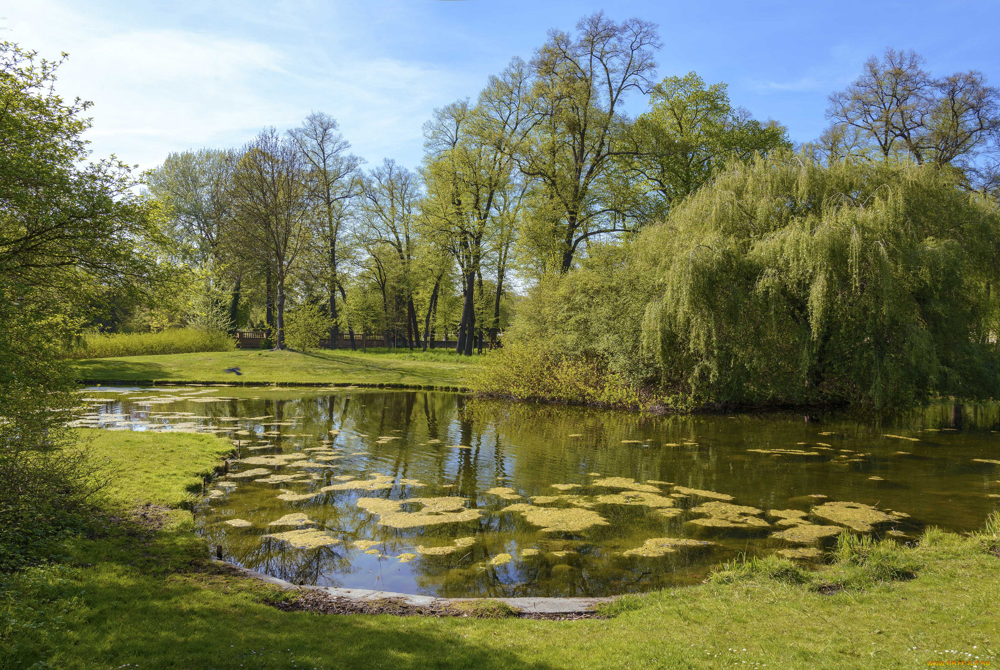 природа, реки, озера, лес, река