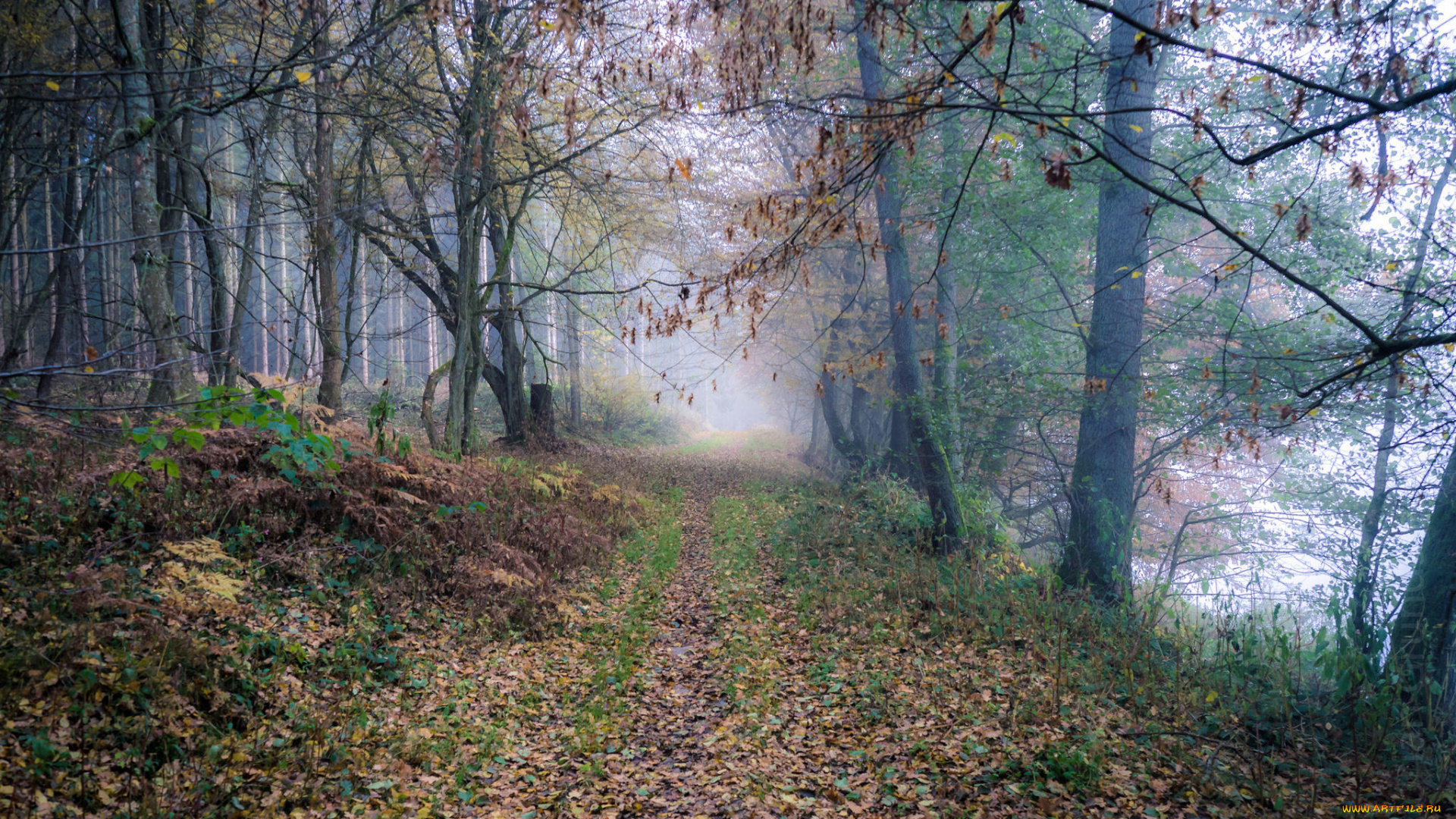 природа, дороги, деревья, лес