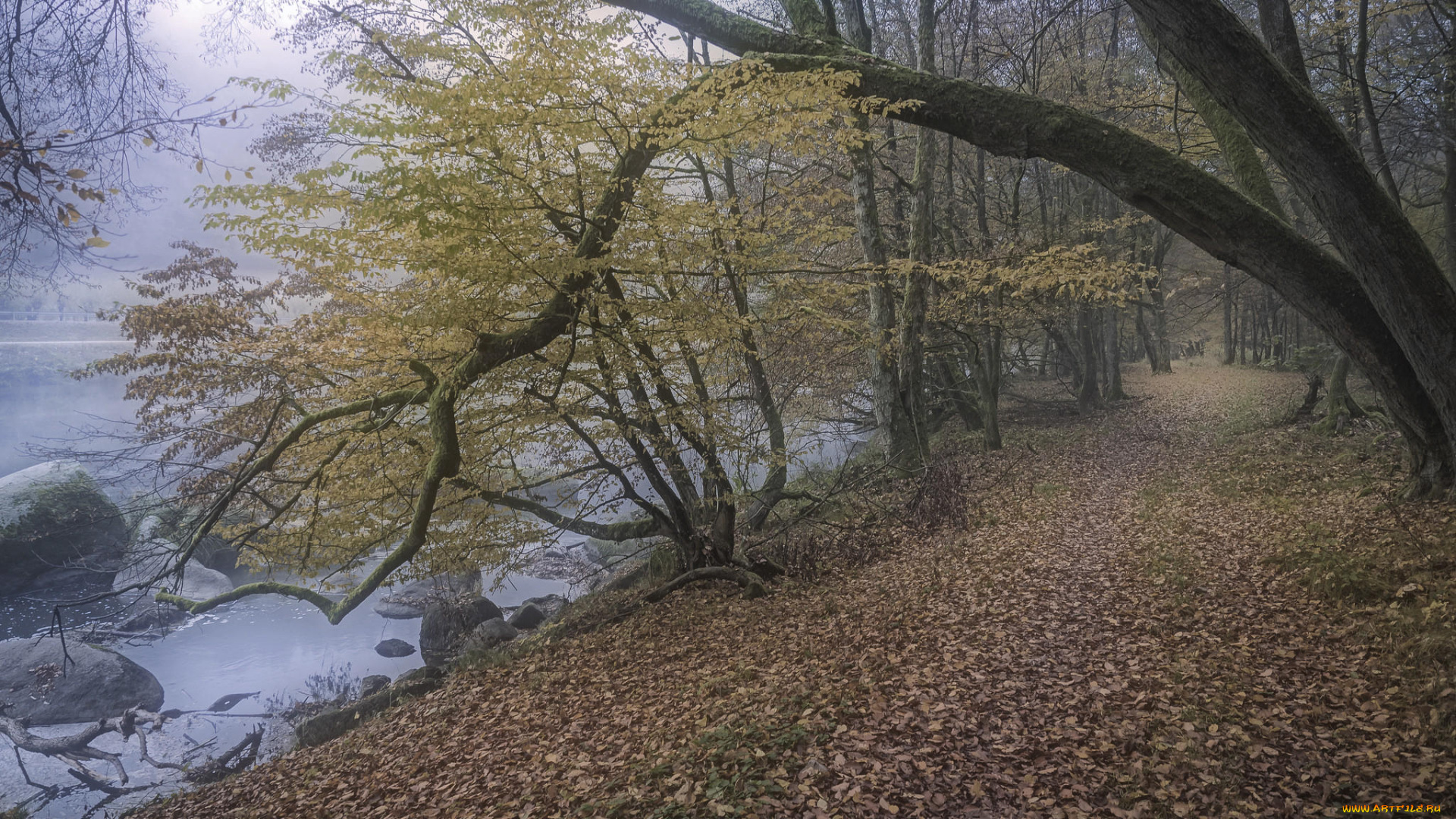 природа, дороги, дорога, лес