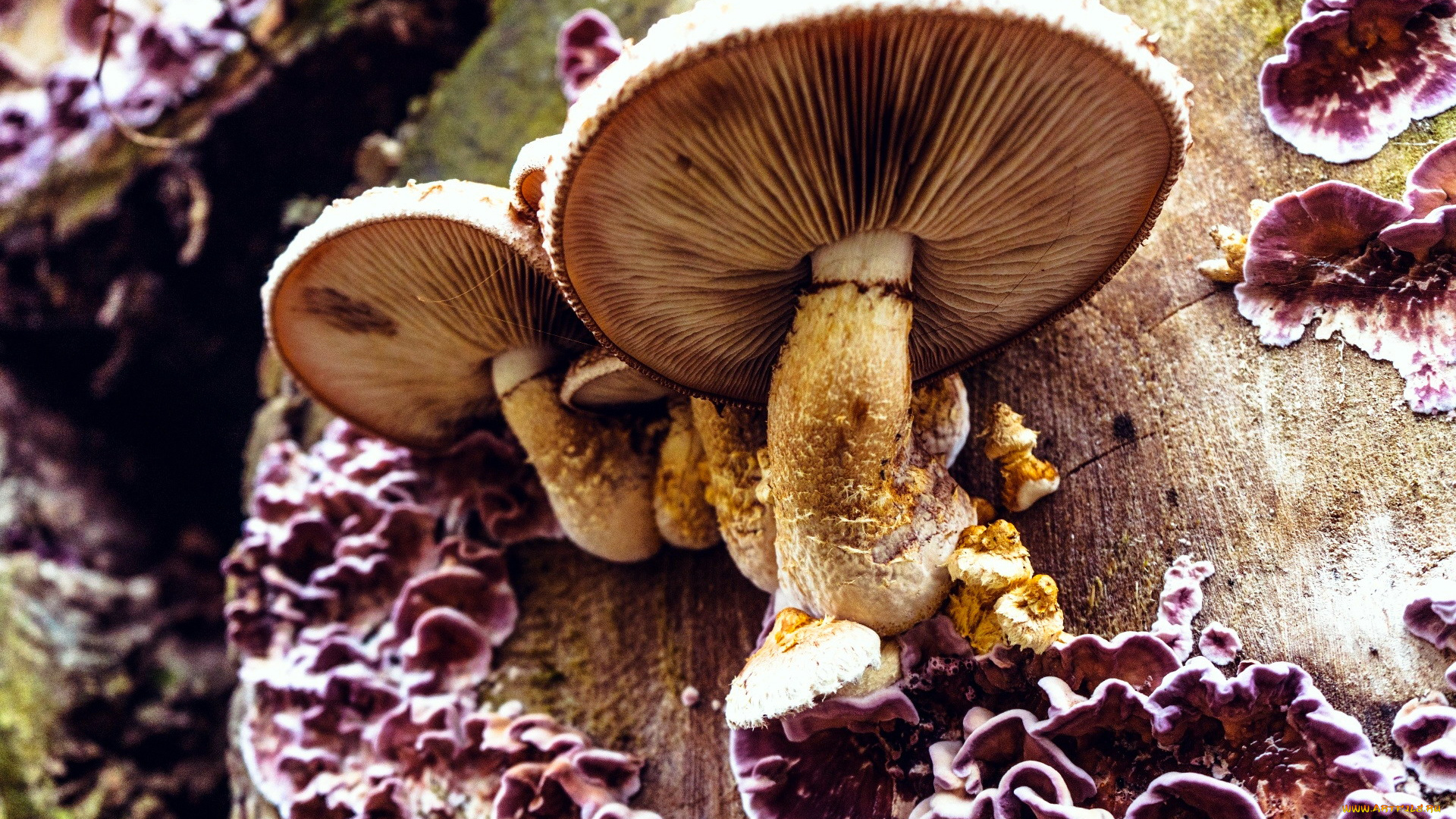 природа, грибы, дерево