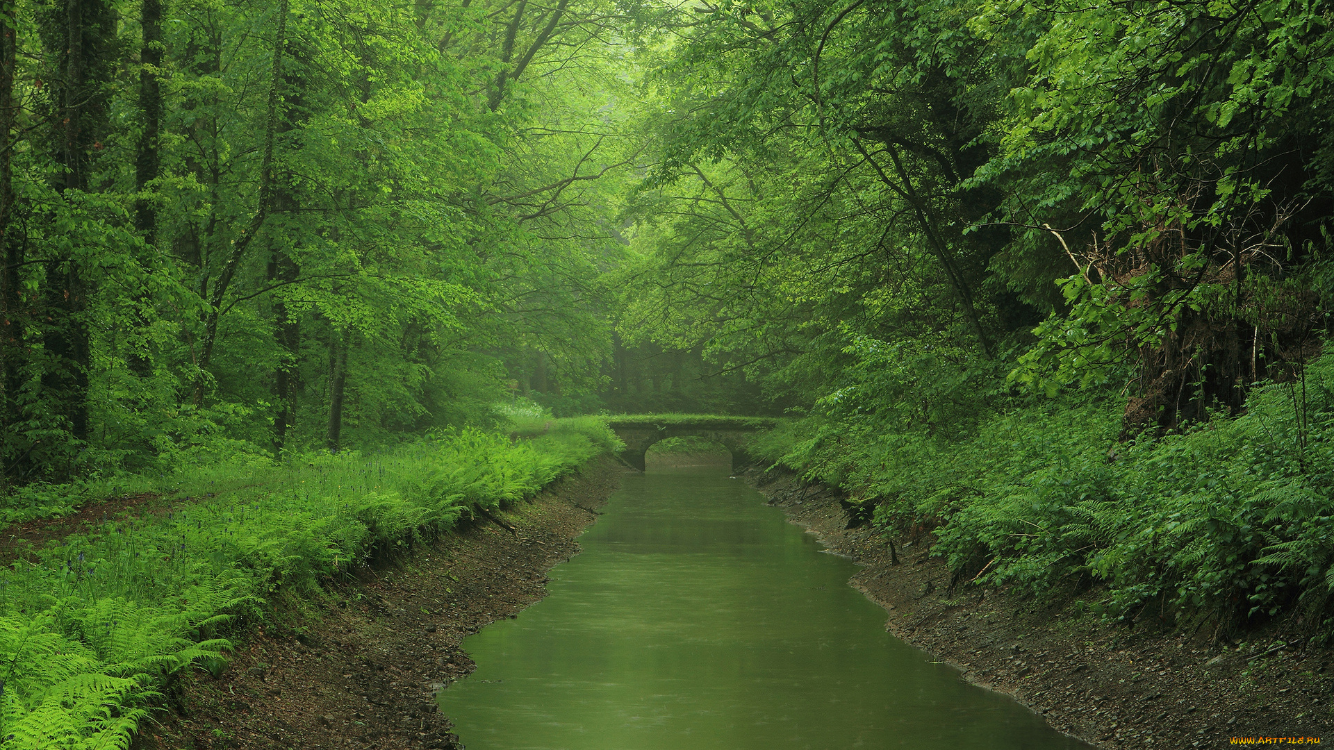 природа, парк, деревья, река