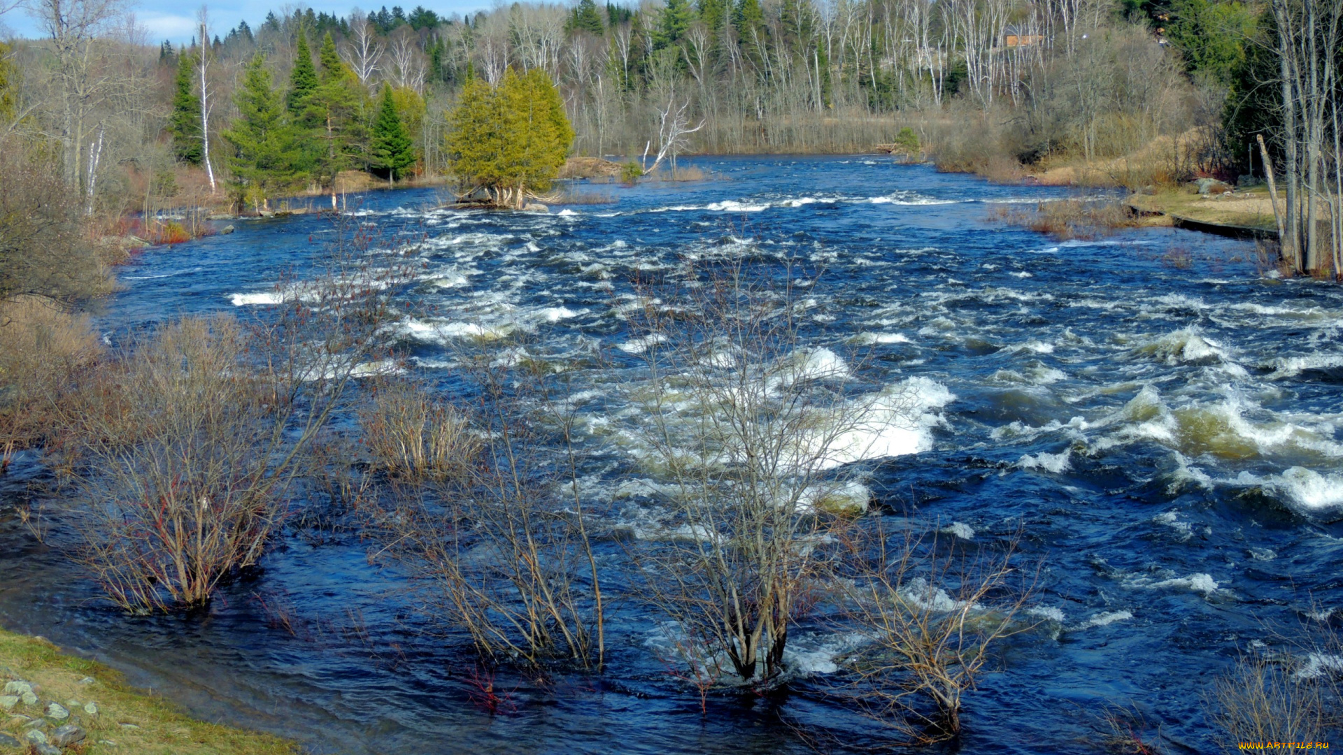 природа, реки, озера, деревья, река