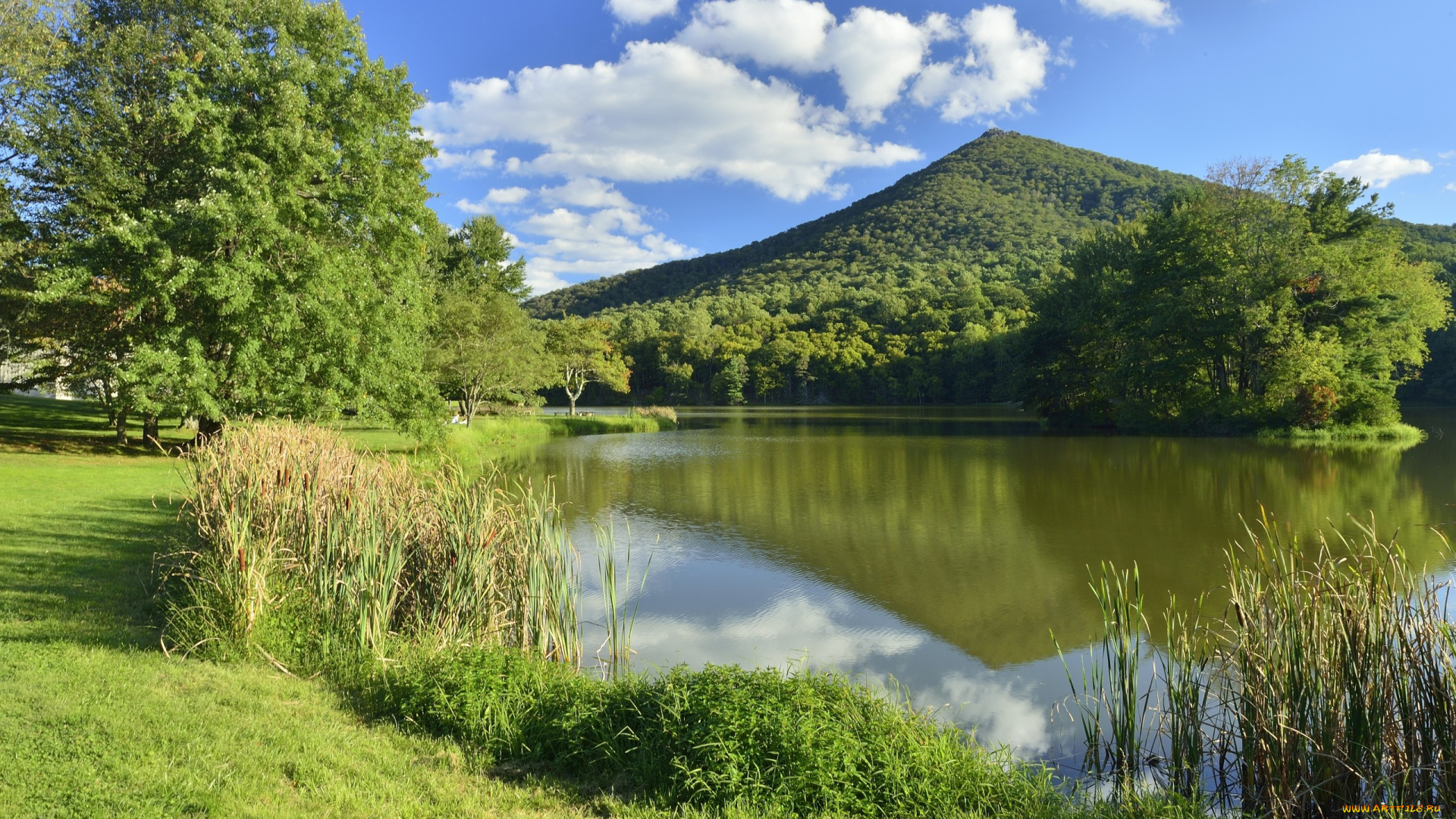 природа, реки, озера, река, деревья