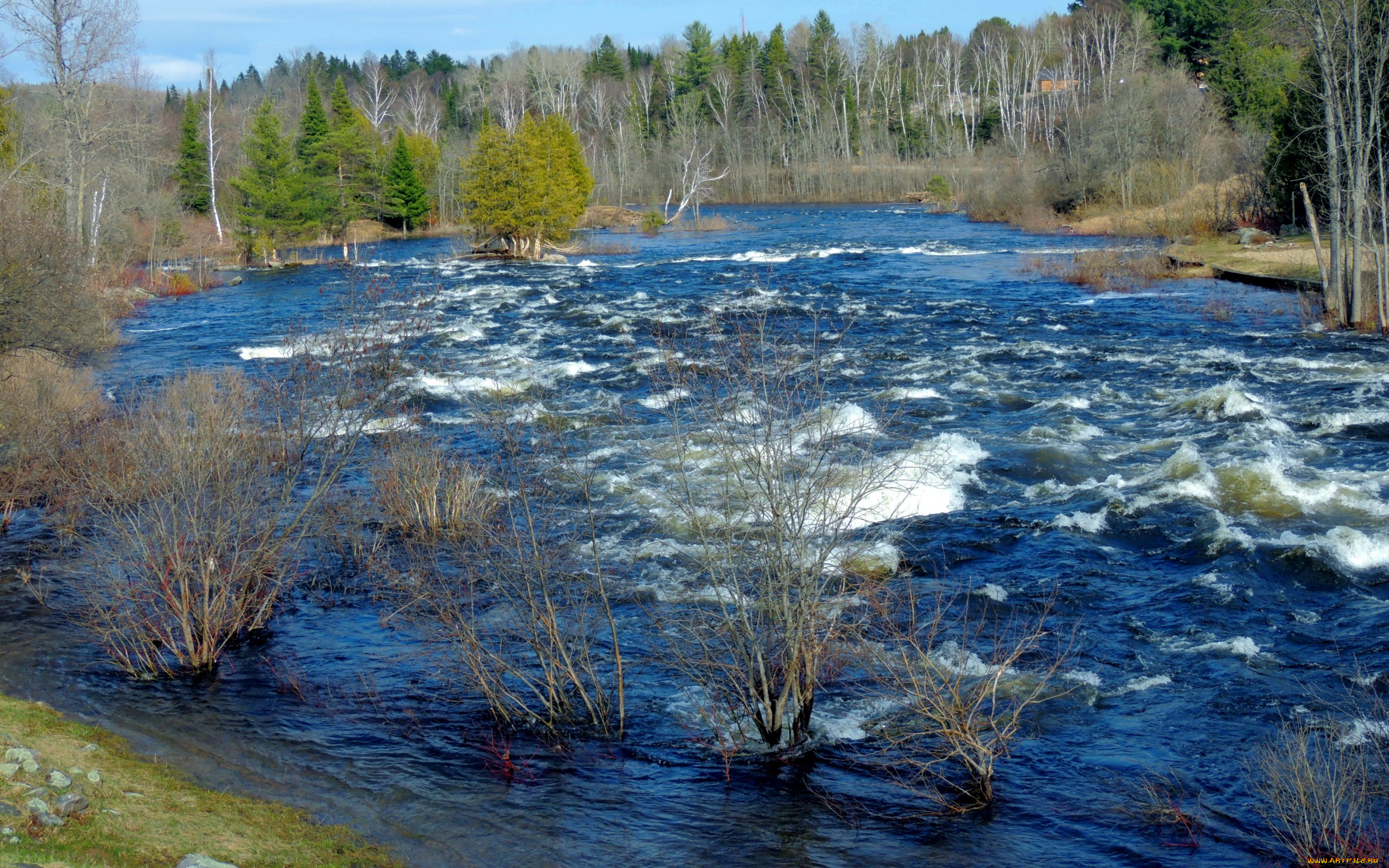 природа, реки, озера, деревья, река