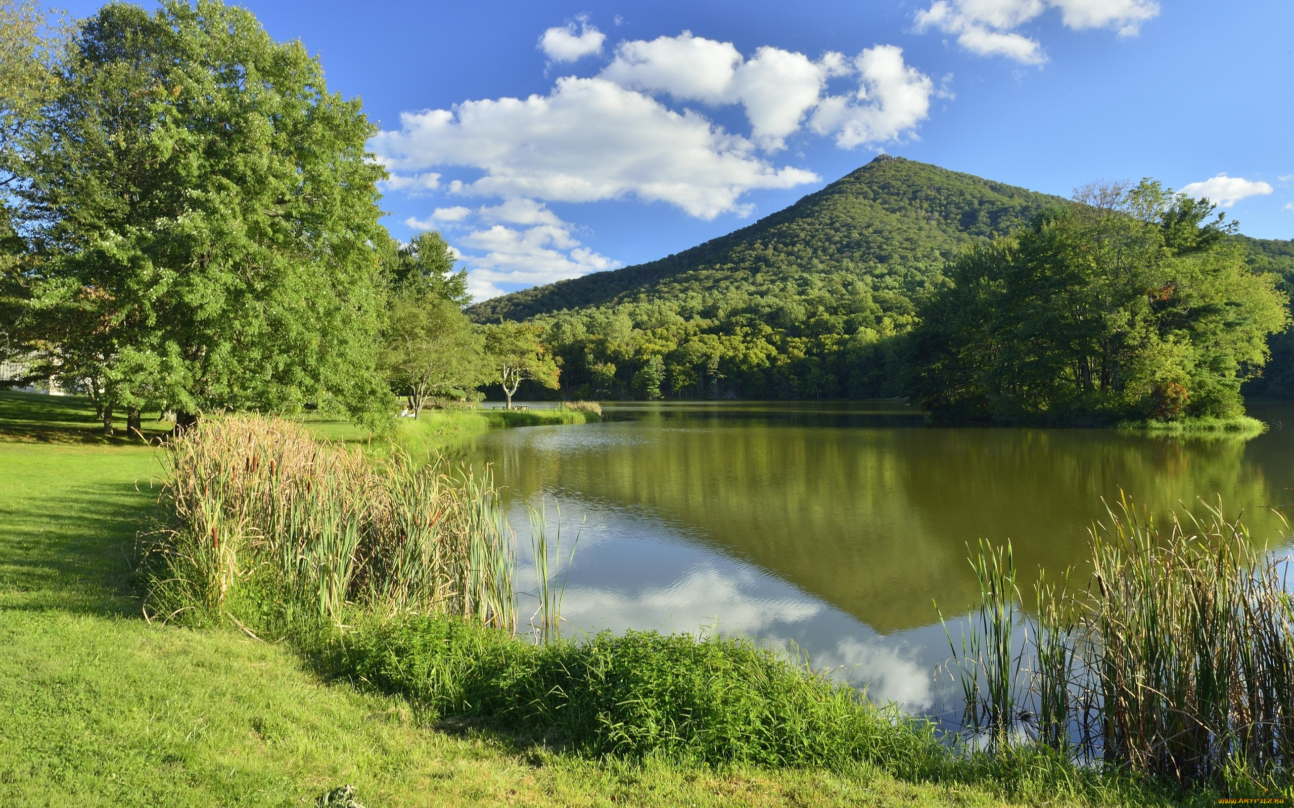 природа, реки, озера, река, деревья