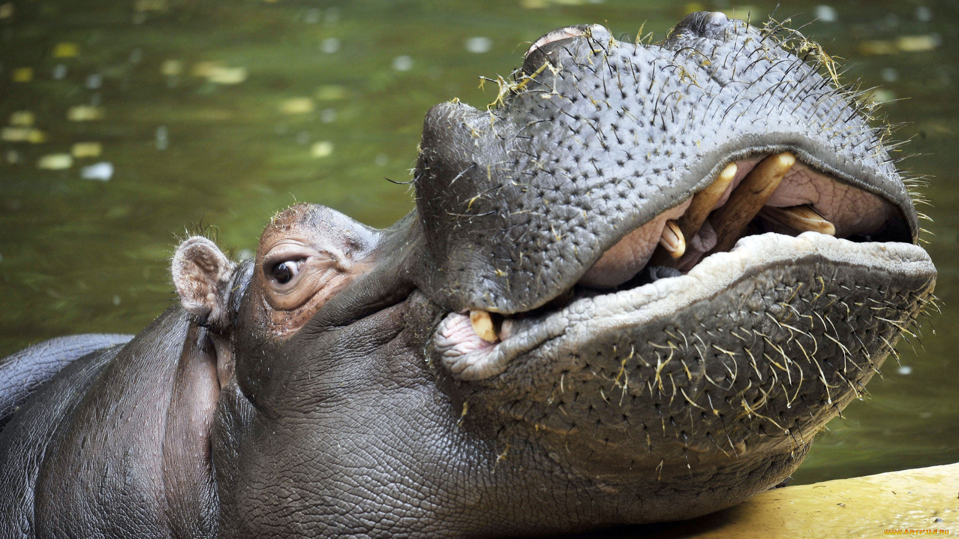 бегемот, животные, бегемоты, hippopotamus, млекопитающие, китопарнокопытные, бегемотовые, клыки, пасть, вода