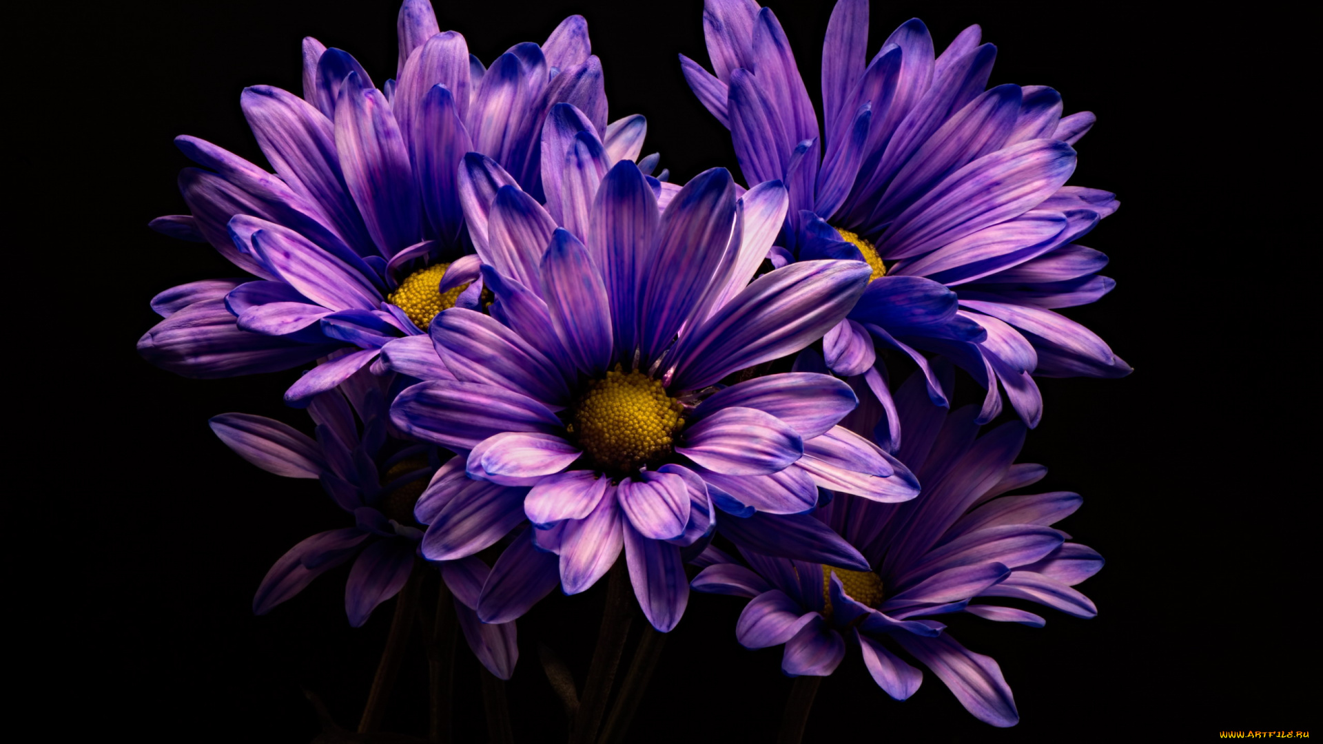 цветы, хризантемы, лиловый