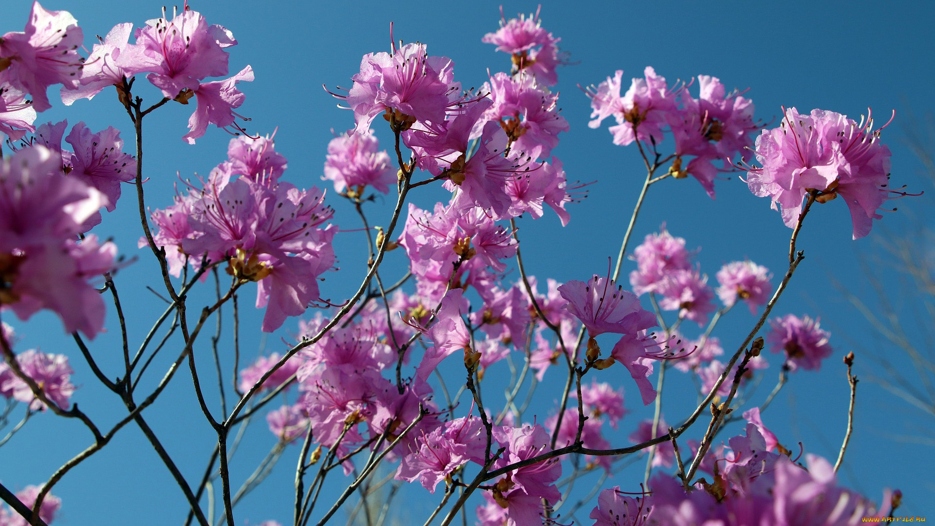 цветы, рододендроны, , азалии, небо, розовый, рододендрон