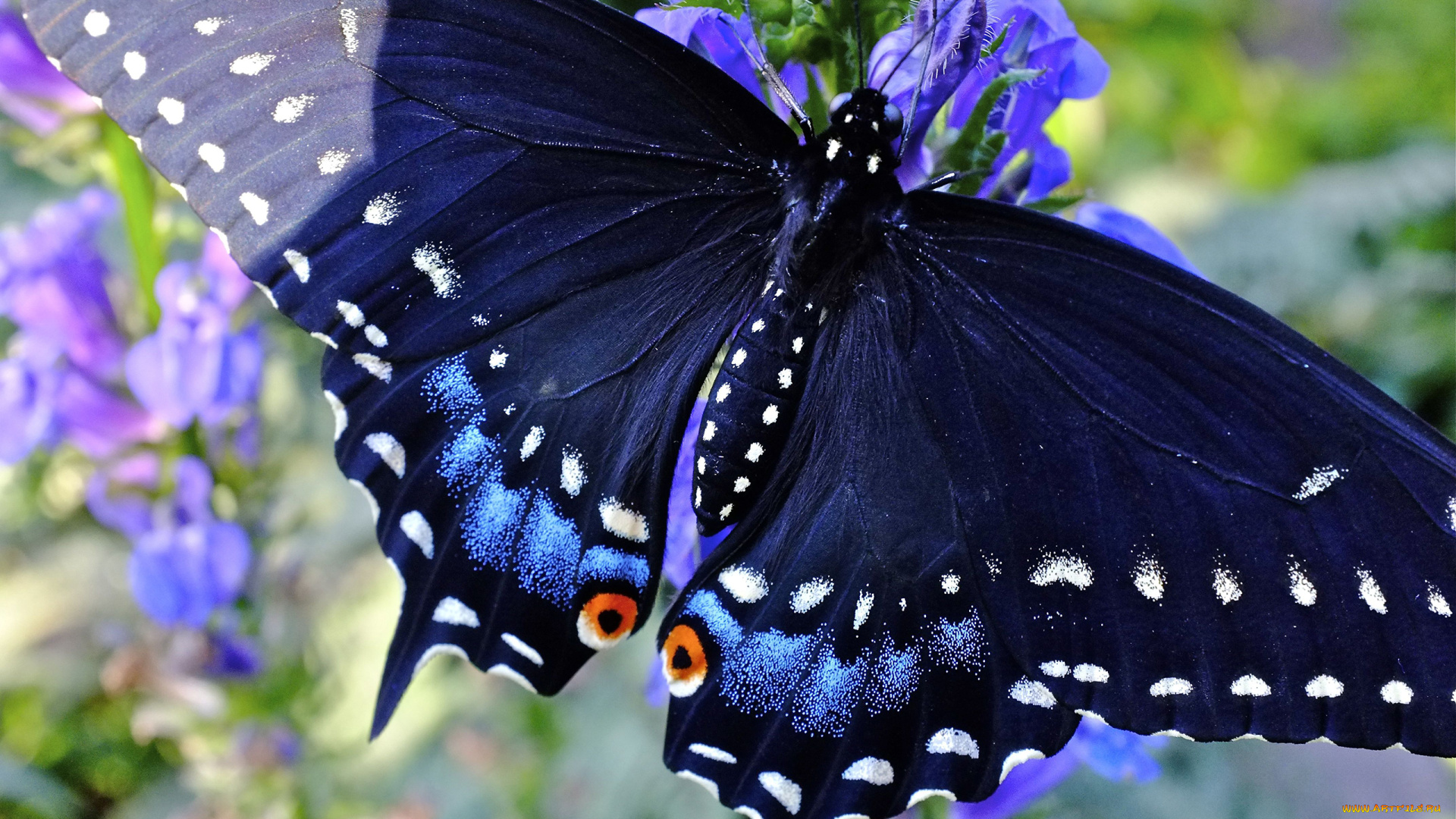 papilio, machaon, животные, бабочки, , мотыльки, , моли, papilio, machaon, махаон, чешуекрылые, парусники, хвостоносцы, бабочка, чёрный