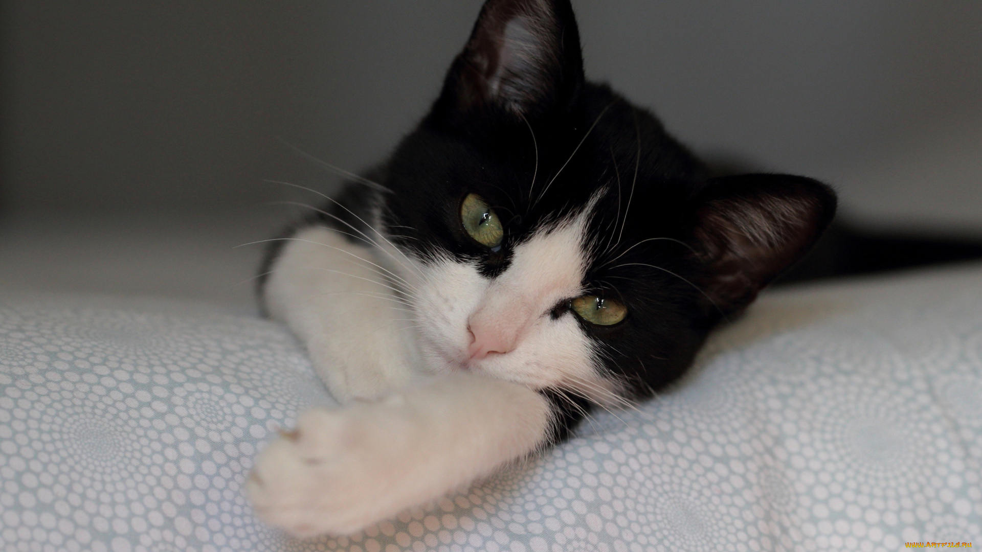 животные, коты, котёнок