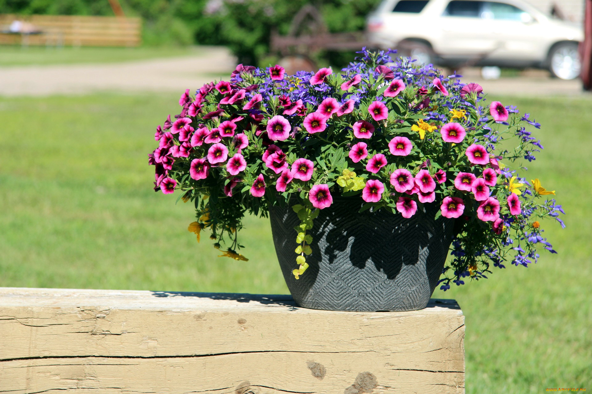 цветы, разные, вместе, калибрахоа, бархатцы