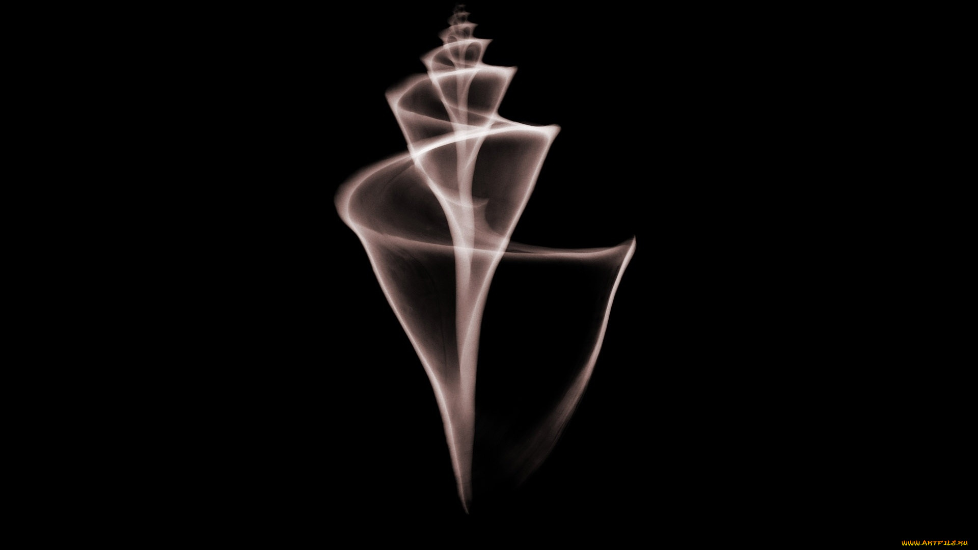 разное, кости, , рентген, ракушка, раковина