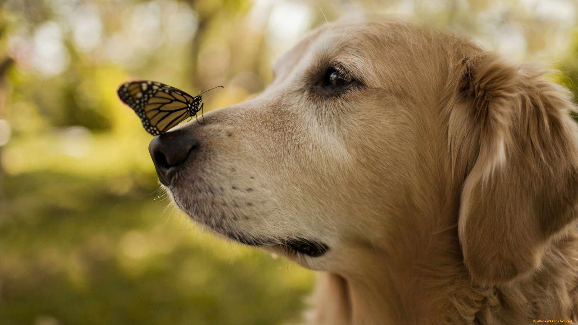 животные, разные, вместе, собака, бабочка