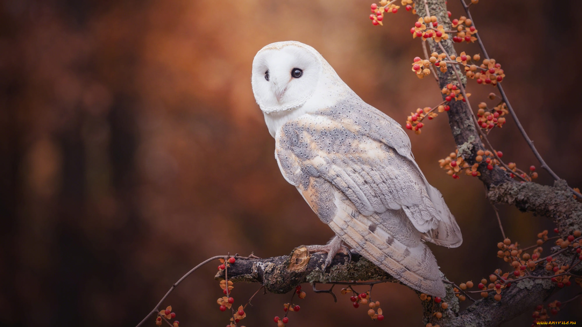 животные, совы, осень, взгляд, ветки, природа, ягоды, дерево, сова, птица, плоды, белая, сипуха