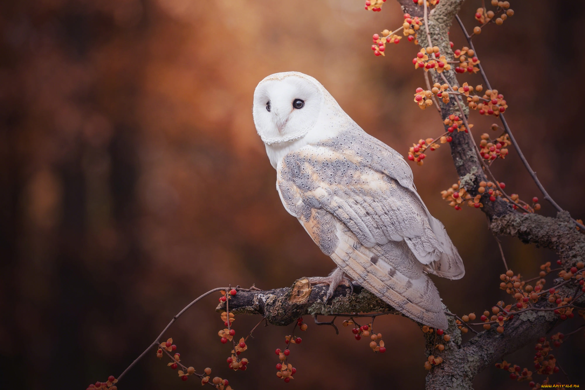 животные, совы, осень, взгляд, ветки, природа, ягоды, дерево, сова, птица, плоды, белая, сипуха