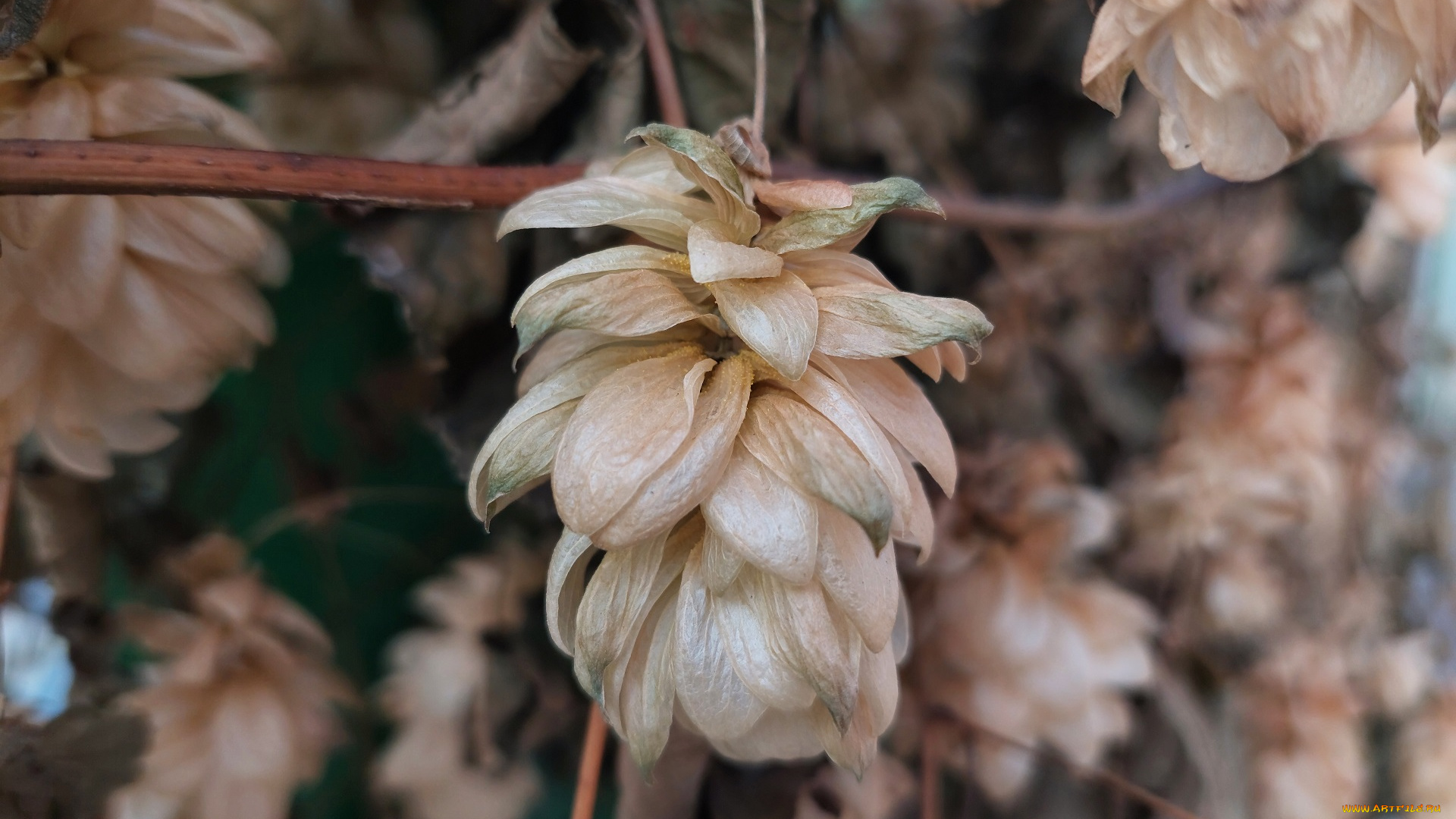 природа, другое, хмель