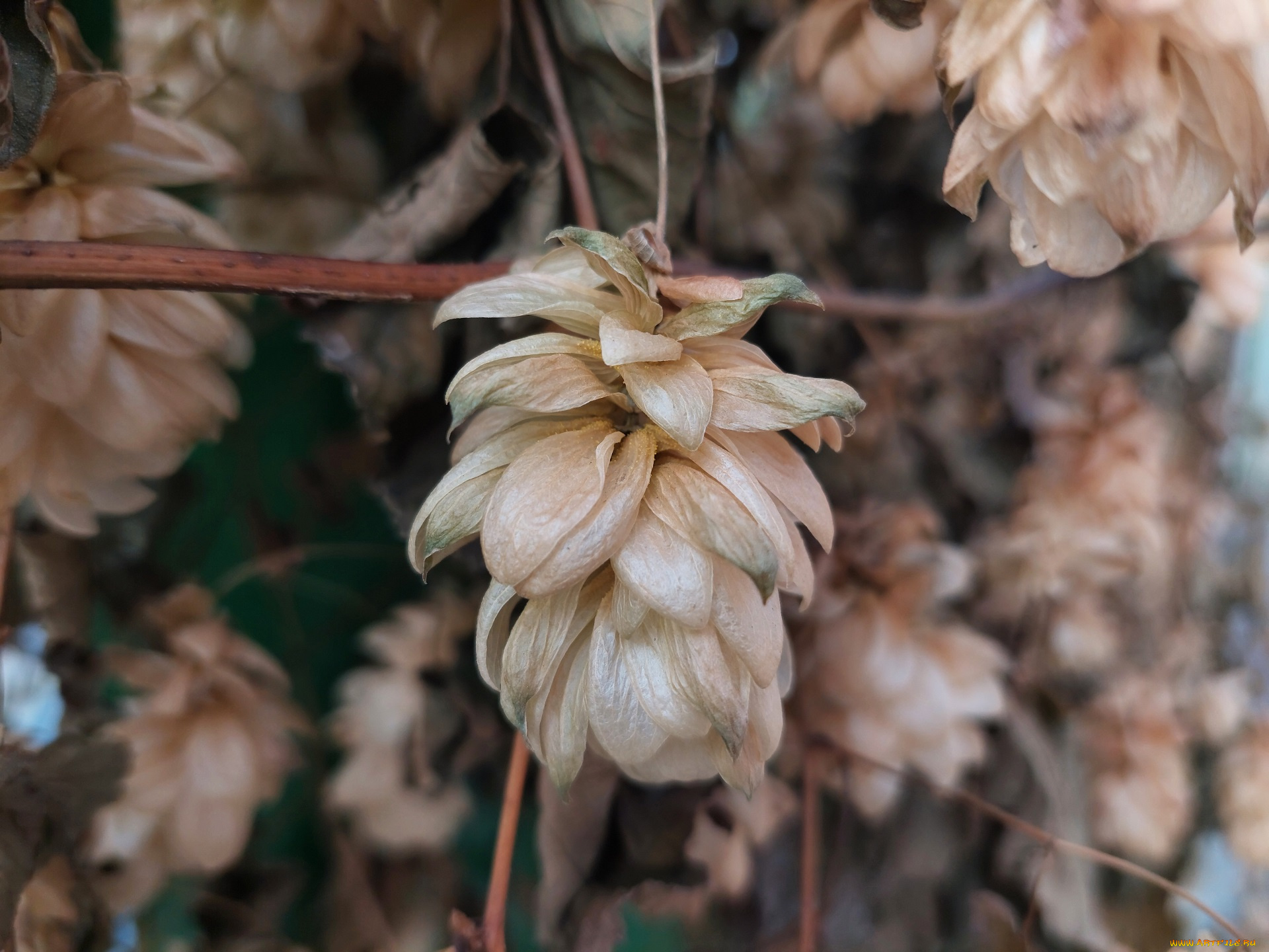 природа, другое, хмель