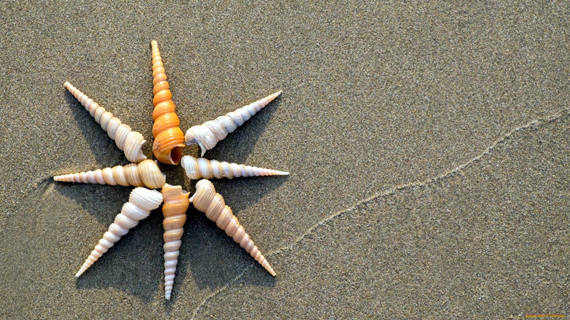 разное, ракушки, , кораллы, , декоративные, и, spa-камни