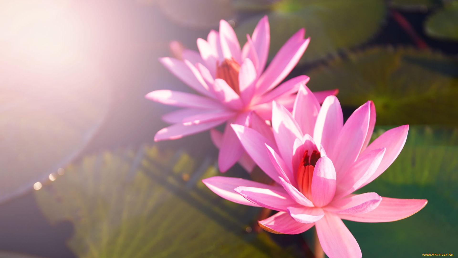 цветы, лилии, водяные, , нимфеи, , кувшинки