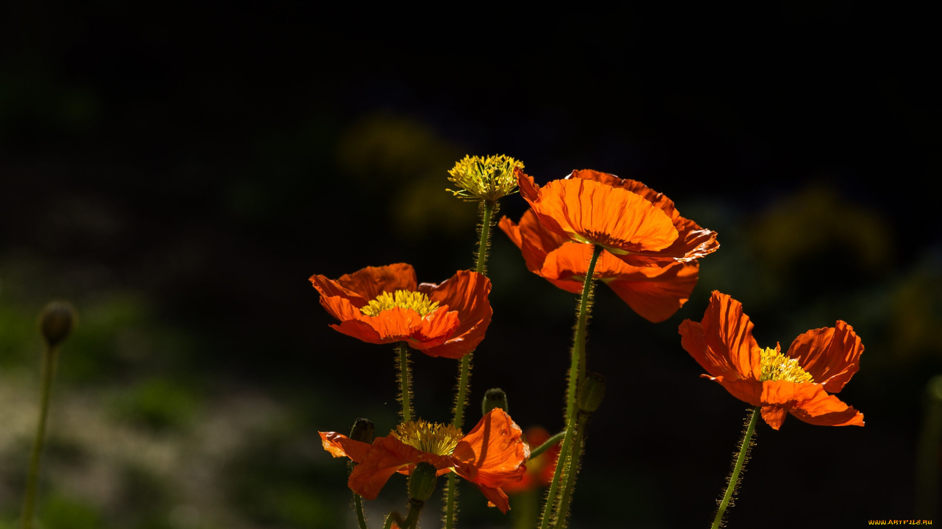 цветы, маки