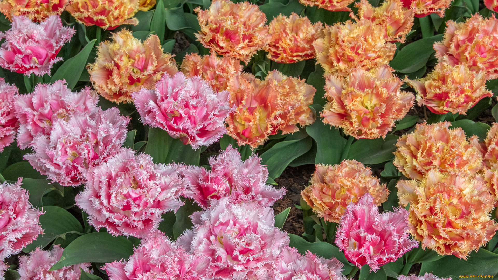 цветы, тюльпаны