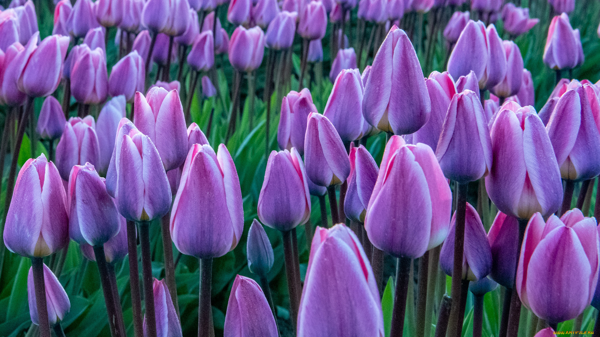 цветы, тюльпаны