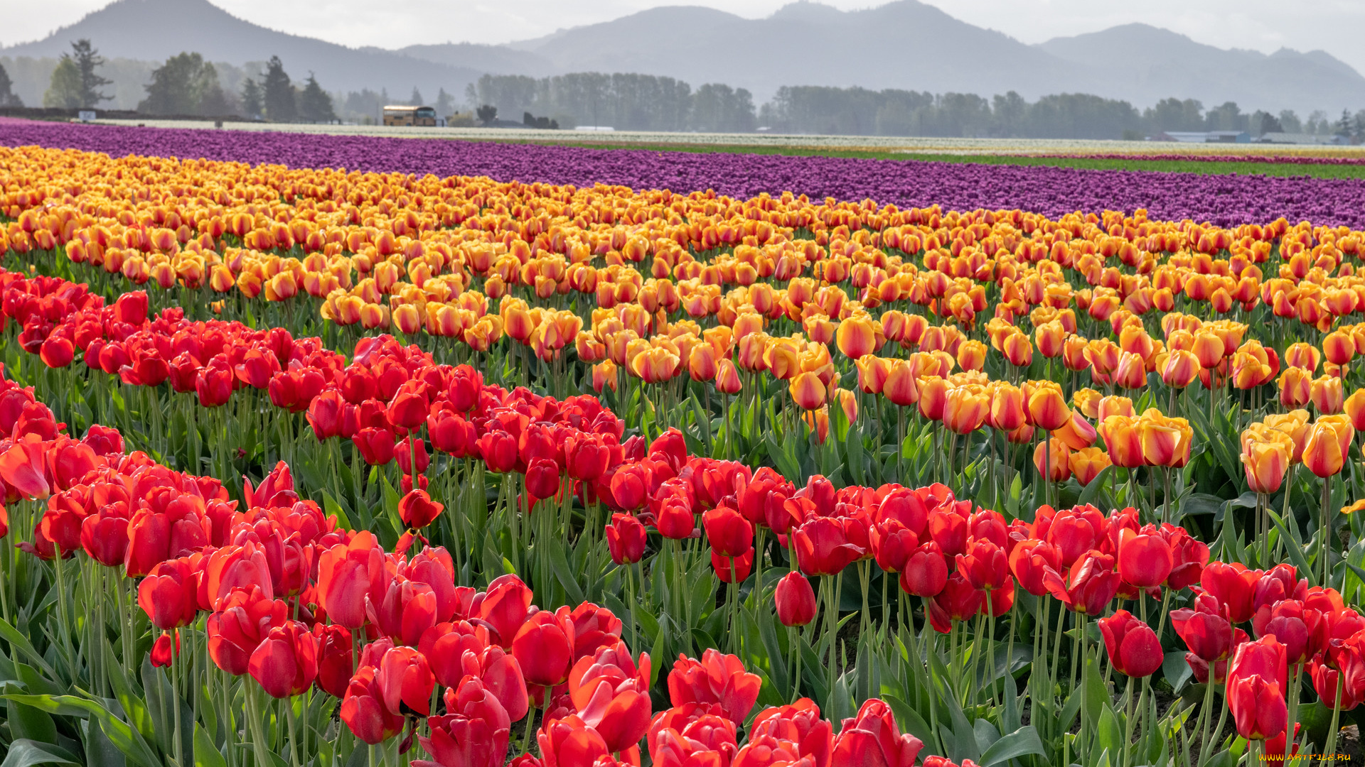 цветы, тюльпаны