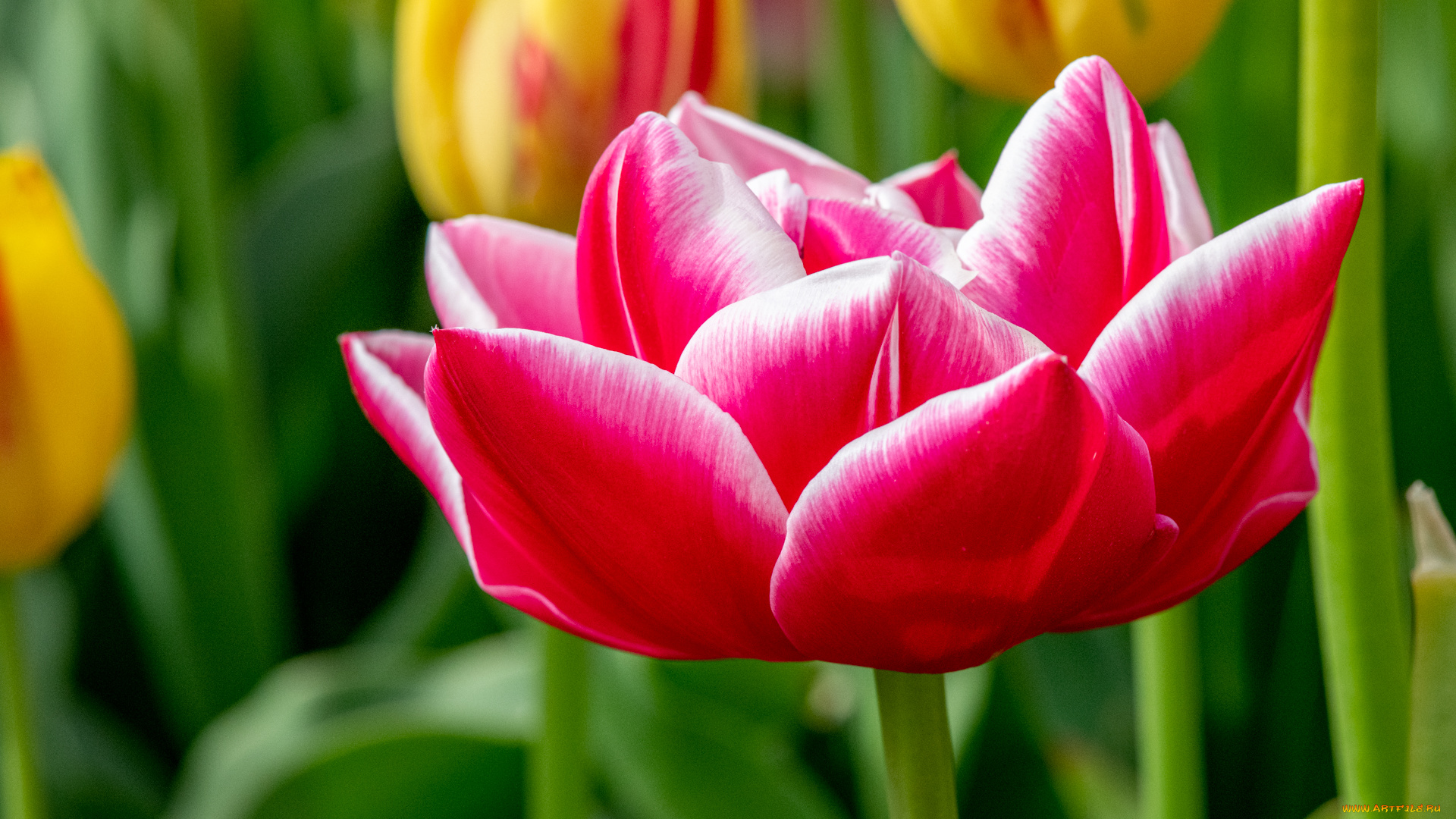 цветы, тюльпаны