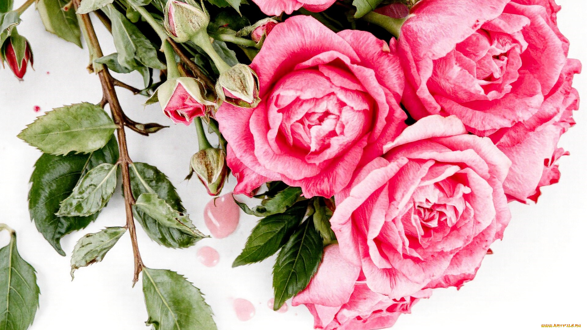 рисованное, цветы, розы, розовые, листья, бутоны