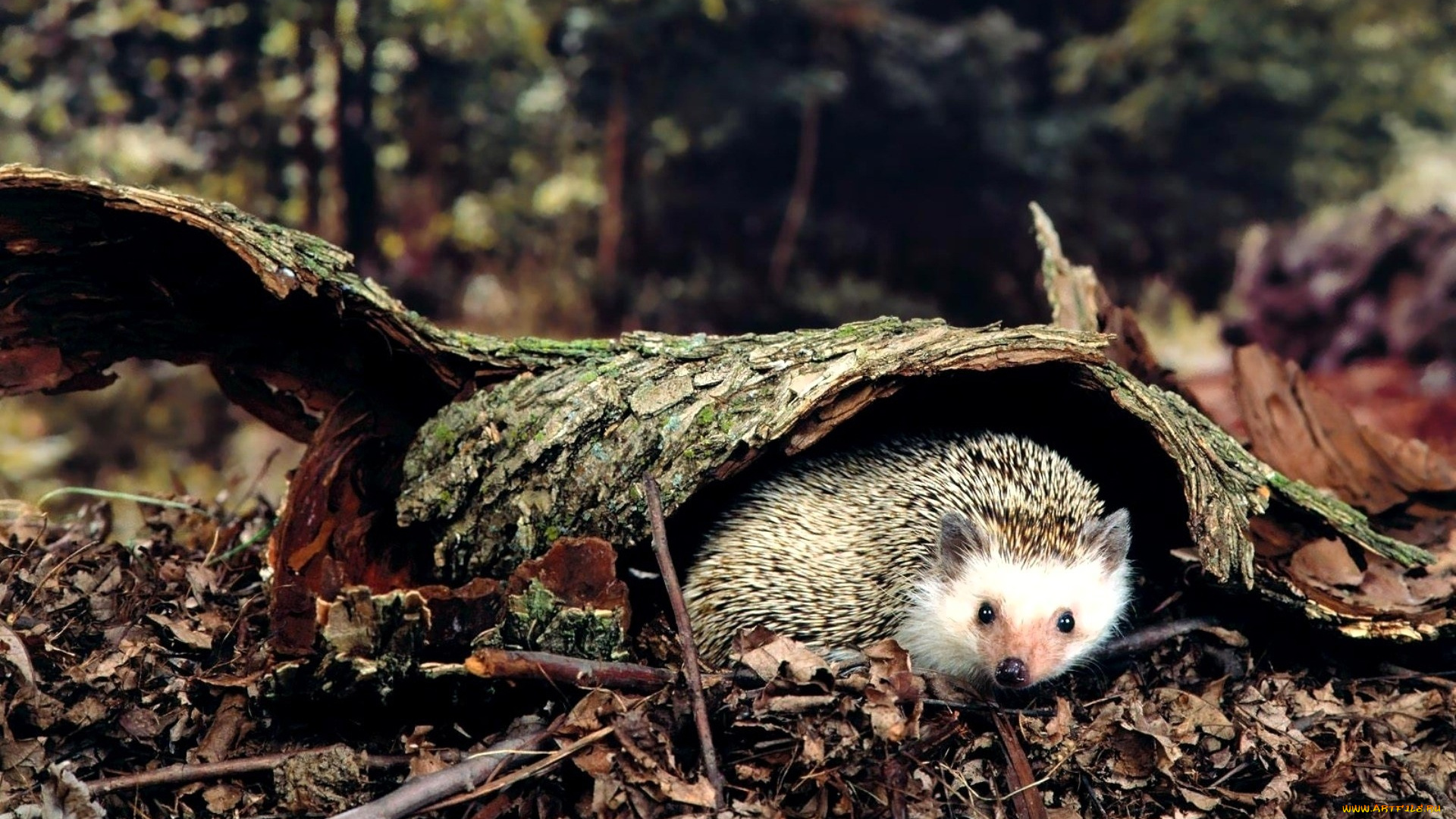 животные, ежи, ёжик, кора, листья, лес