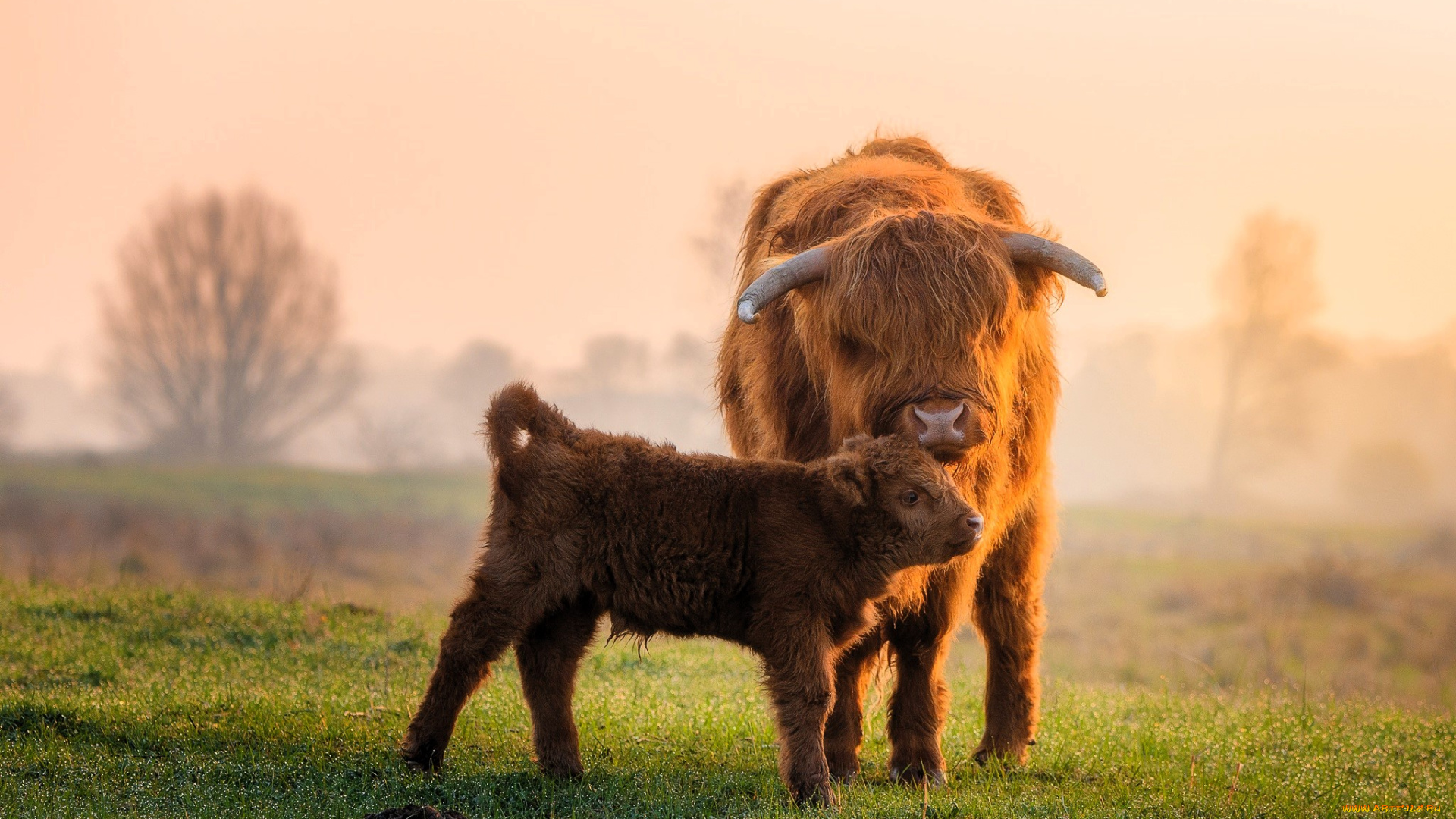 животные, коровы, , буйволы, бычки, шерсть, лужайка, туман, деревья