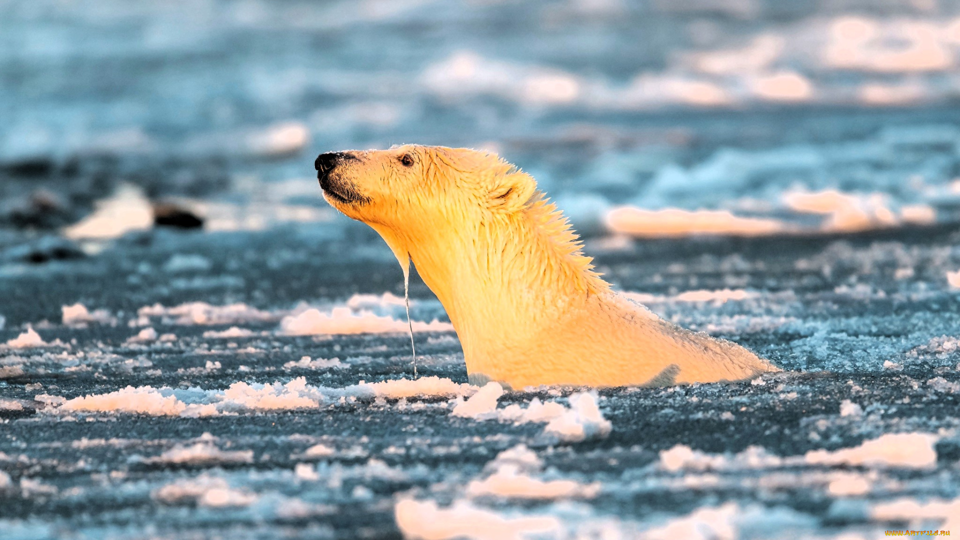 животные, медведи, медведь, белый, голова, море, лед, шуга