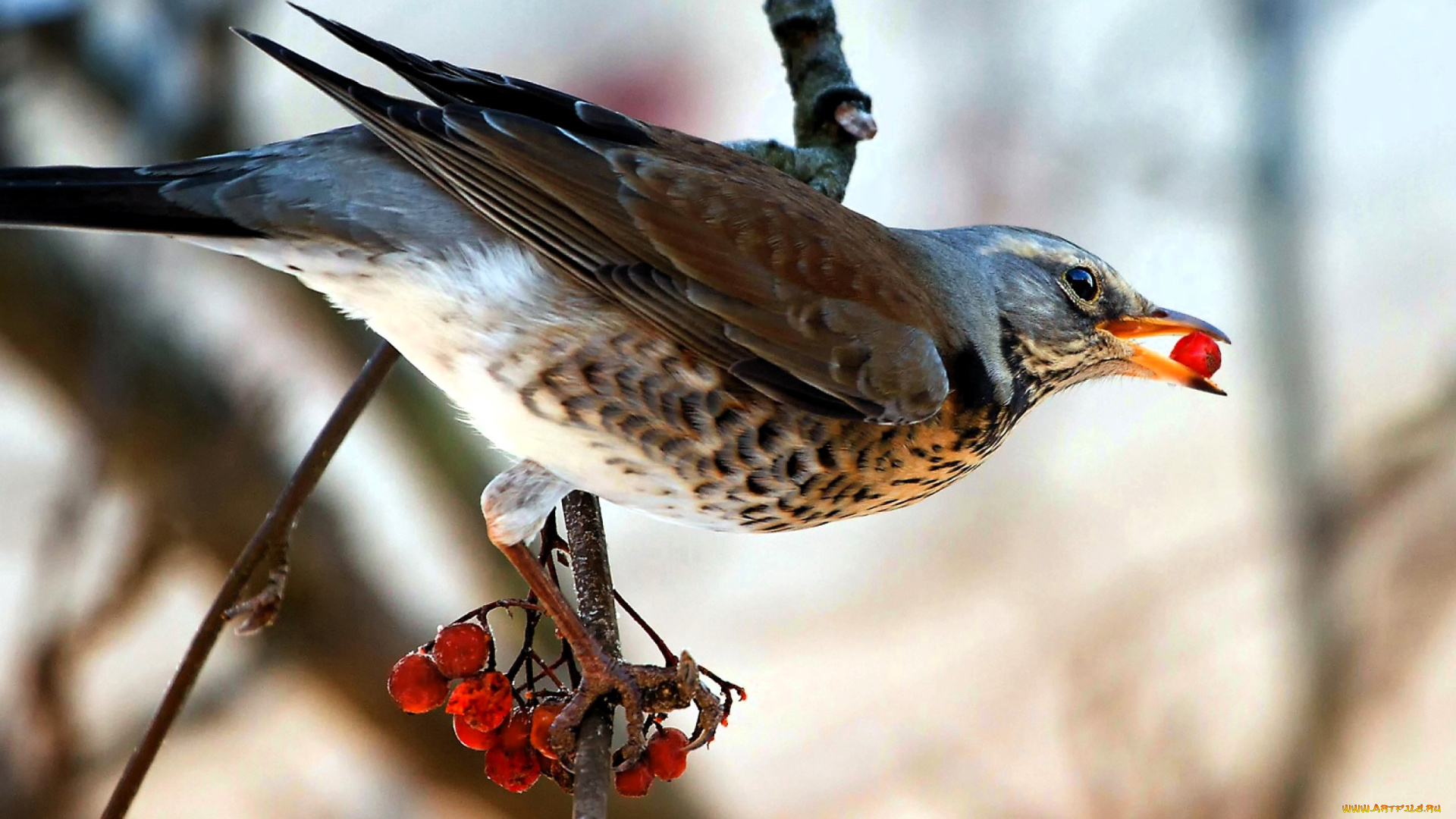 животные, птицы, птица, дрозд, ветка, дерево, ягоды, рябина