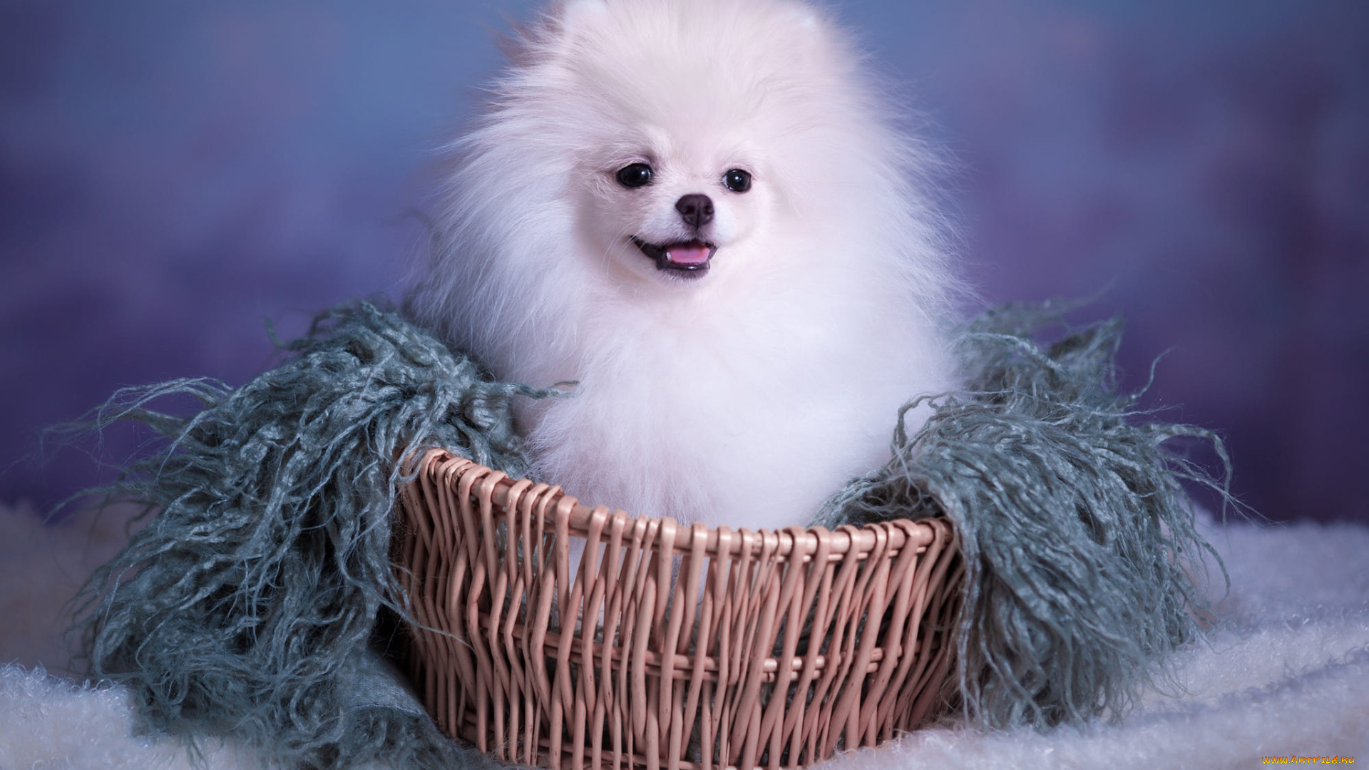 животные, собаки, собака