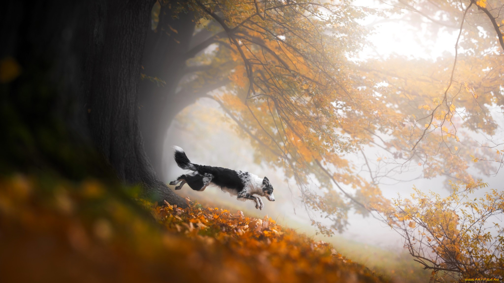 животные, собаки, собака, бордер-колли, деревья, листья, осень, кусты, туман