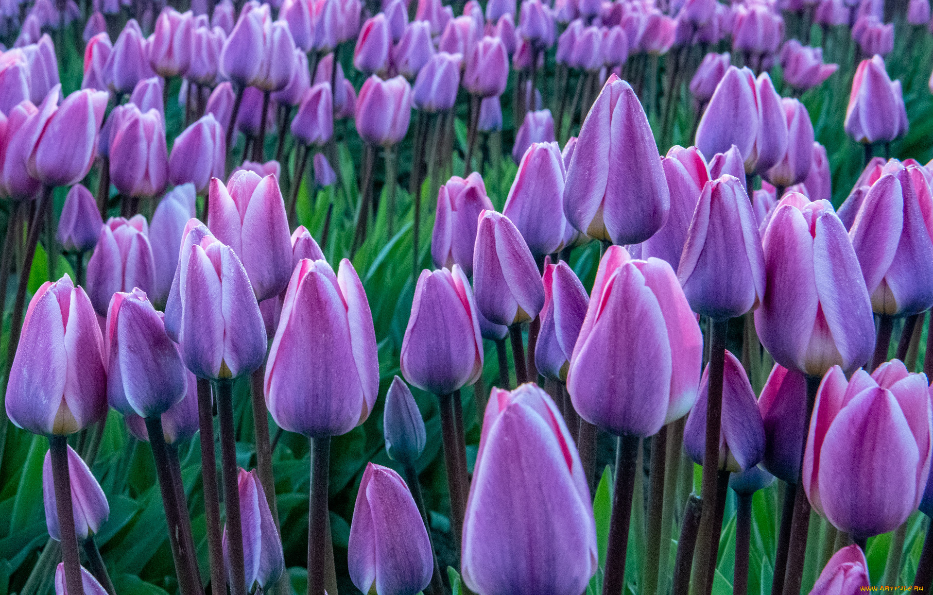 цветы, тюльпаны