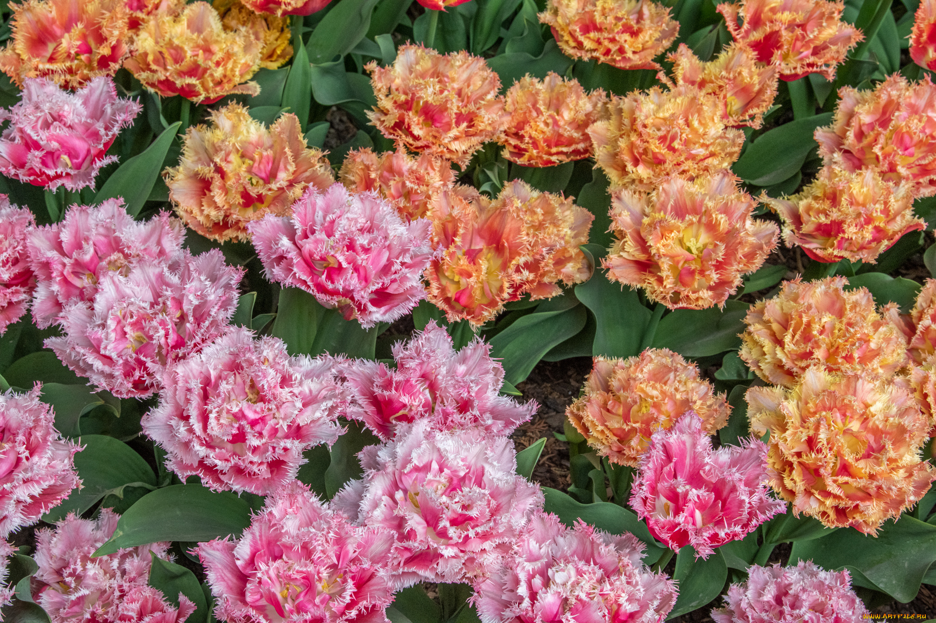 цветы, тюльпаны