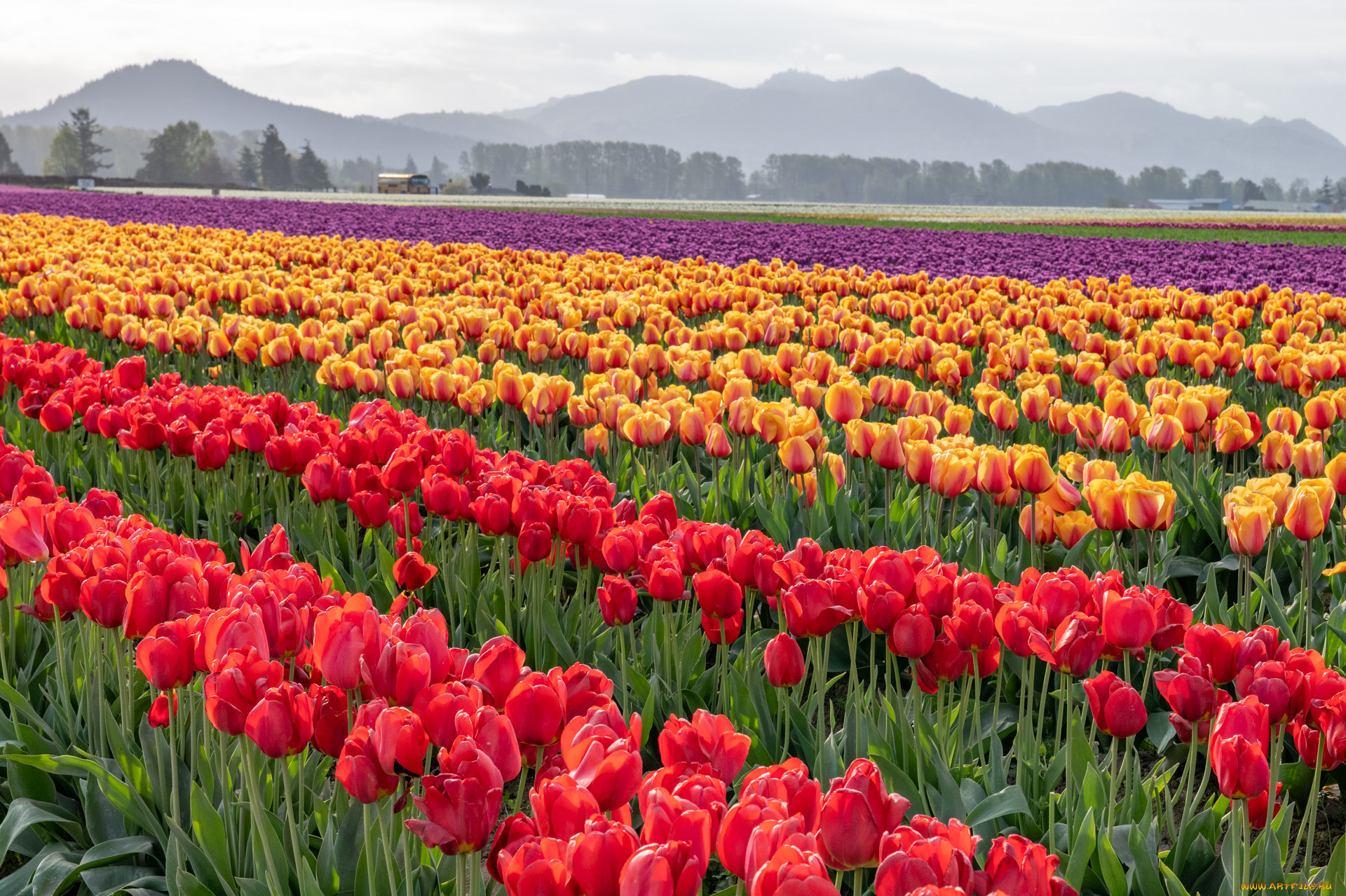 цветы, тюльпаны