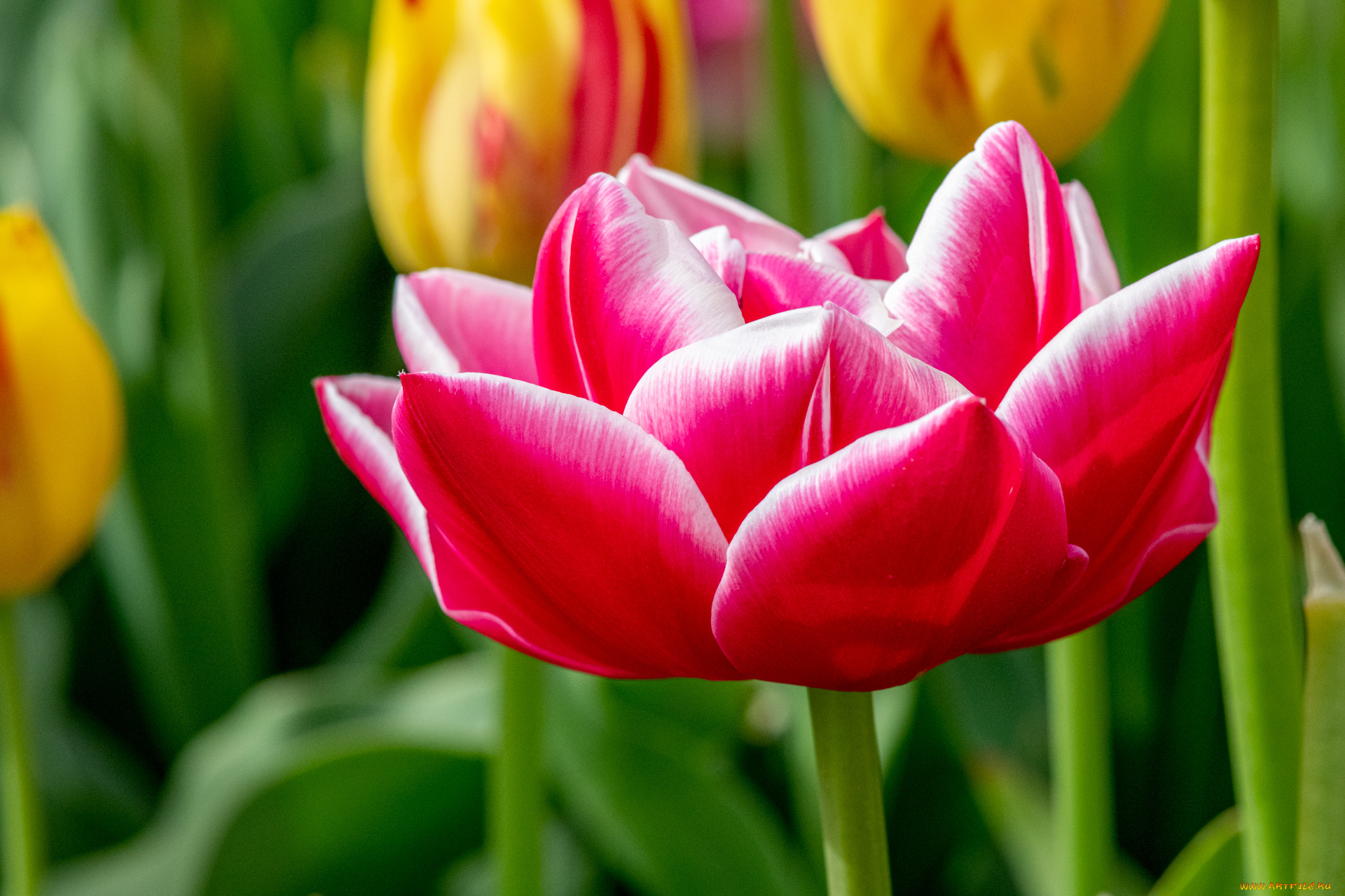 цветы, тюльпаны