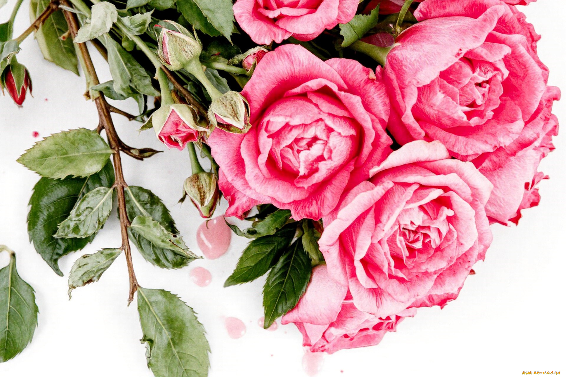 рисованное, цветы, розы, розовые, листья, бутоны