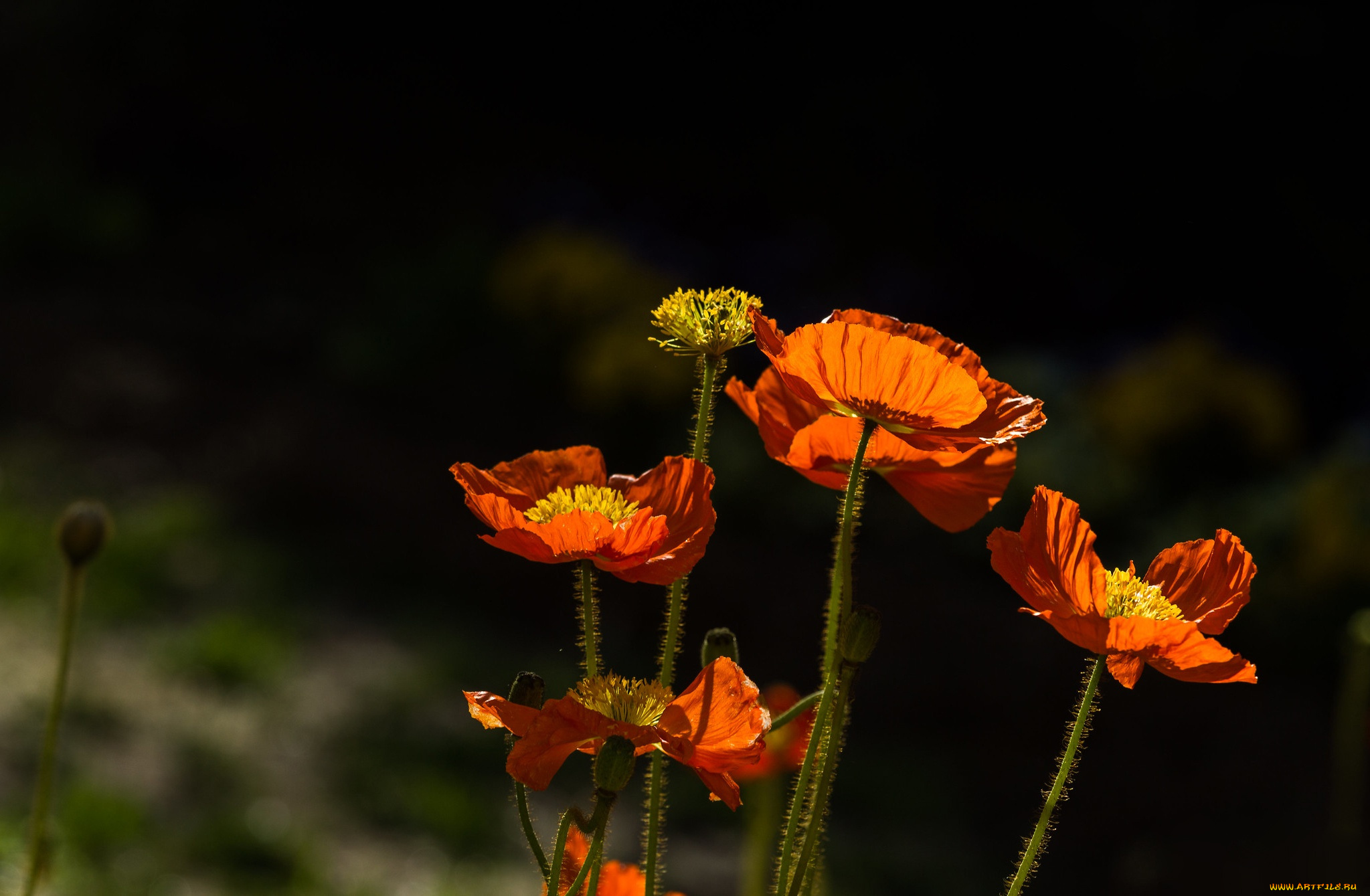 цветы, маки