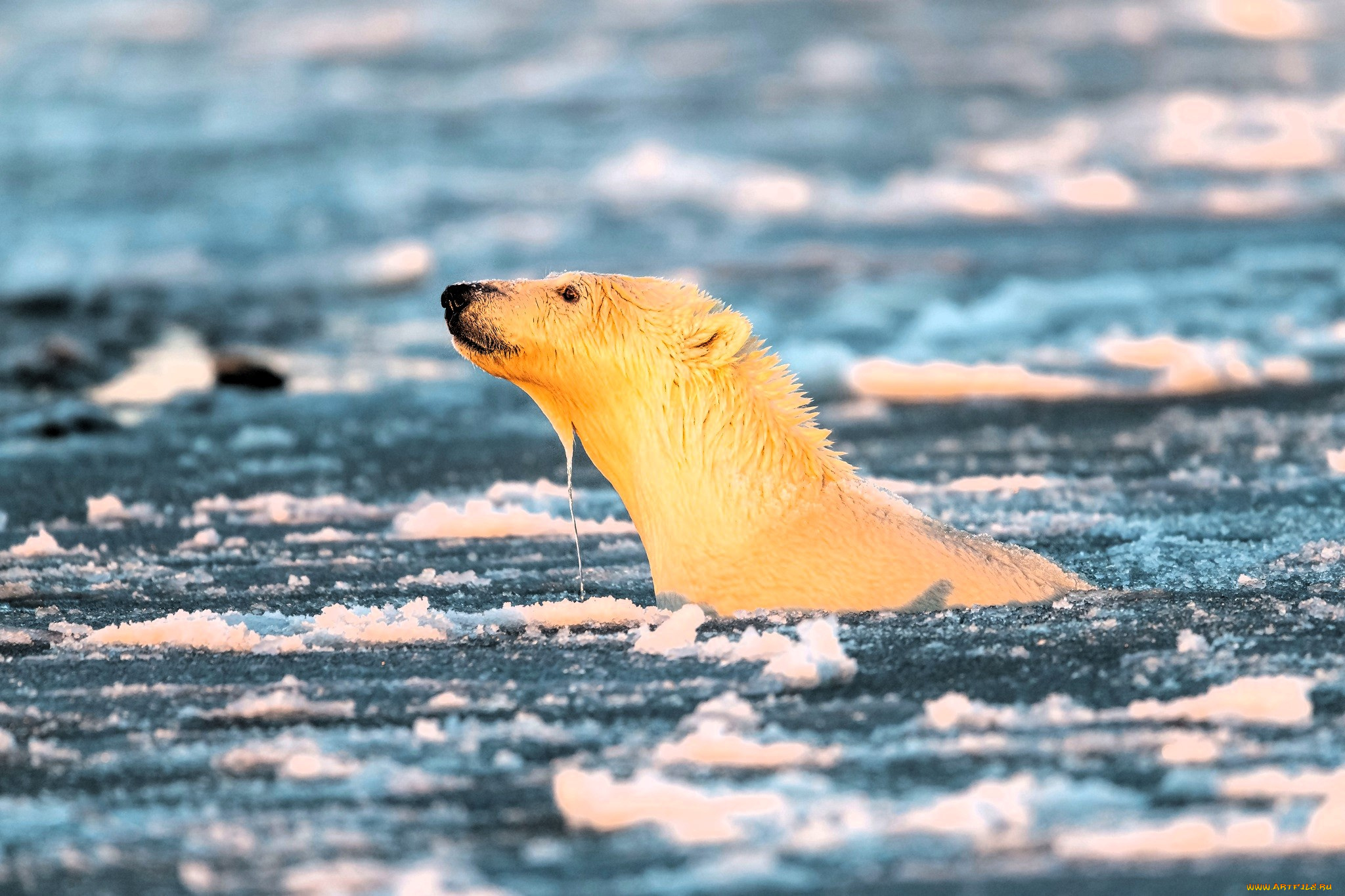 животные, медведи, медведь, белый, голова, море, лед, шуга