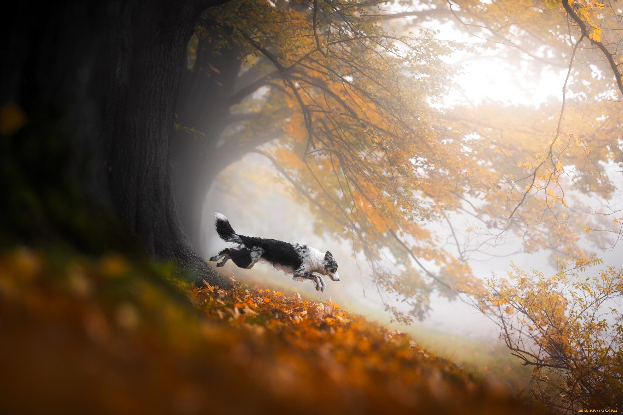животные, собаки, собака, бордер-колли, деревья, листья, осень, кусты, туман