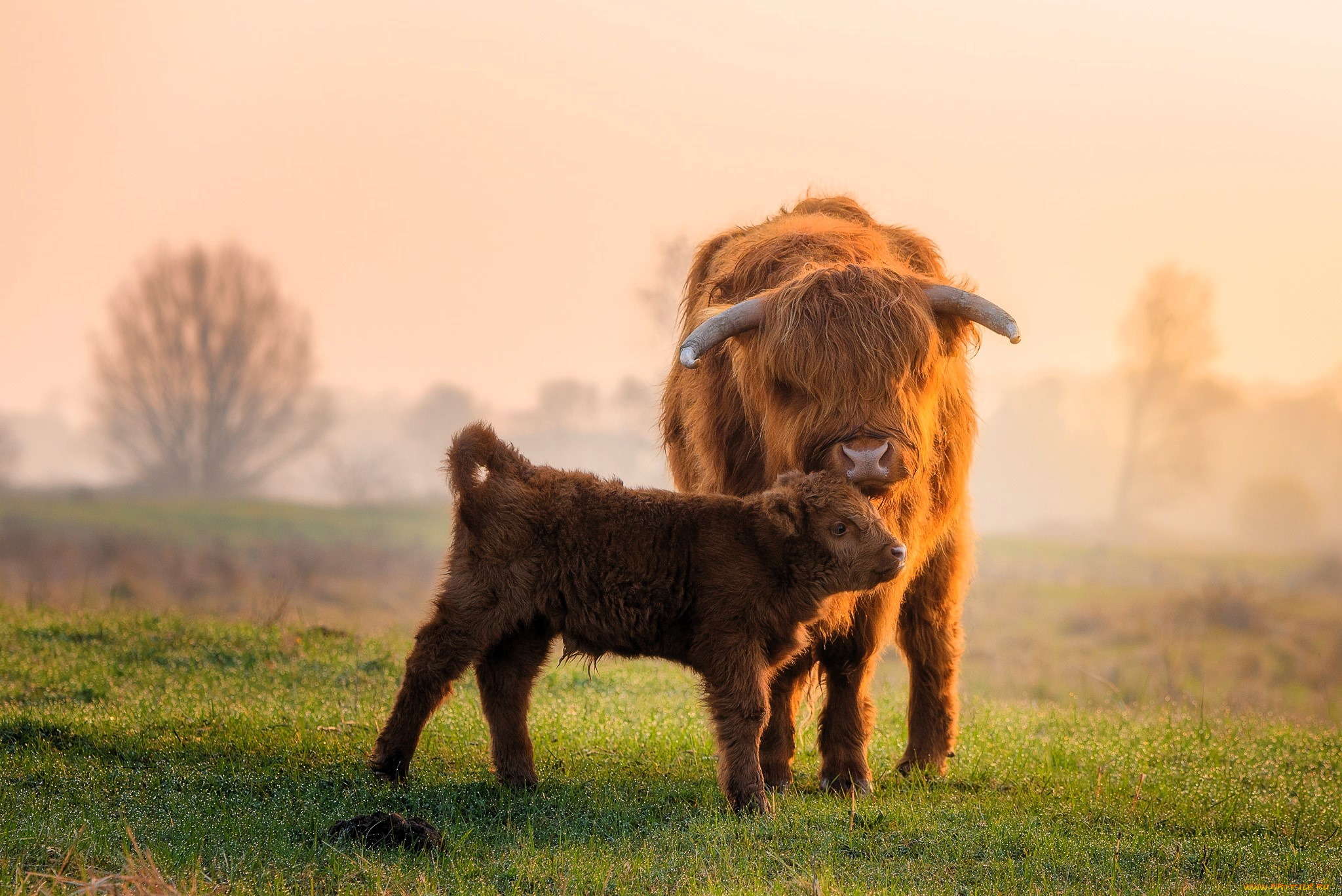 животные, коровы, , буйволы, бычки, шерсть, лужайка, туман, деревья
