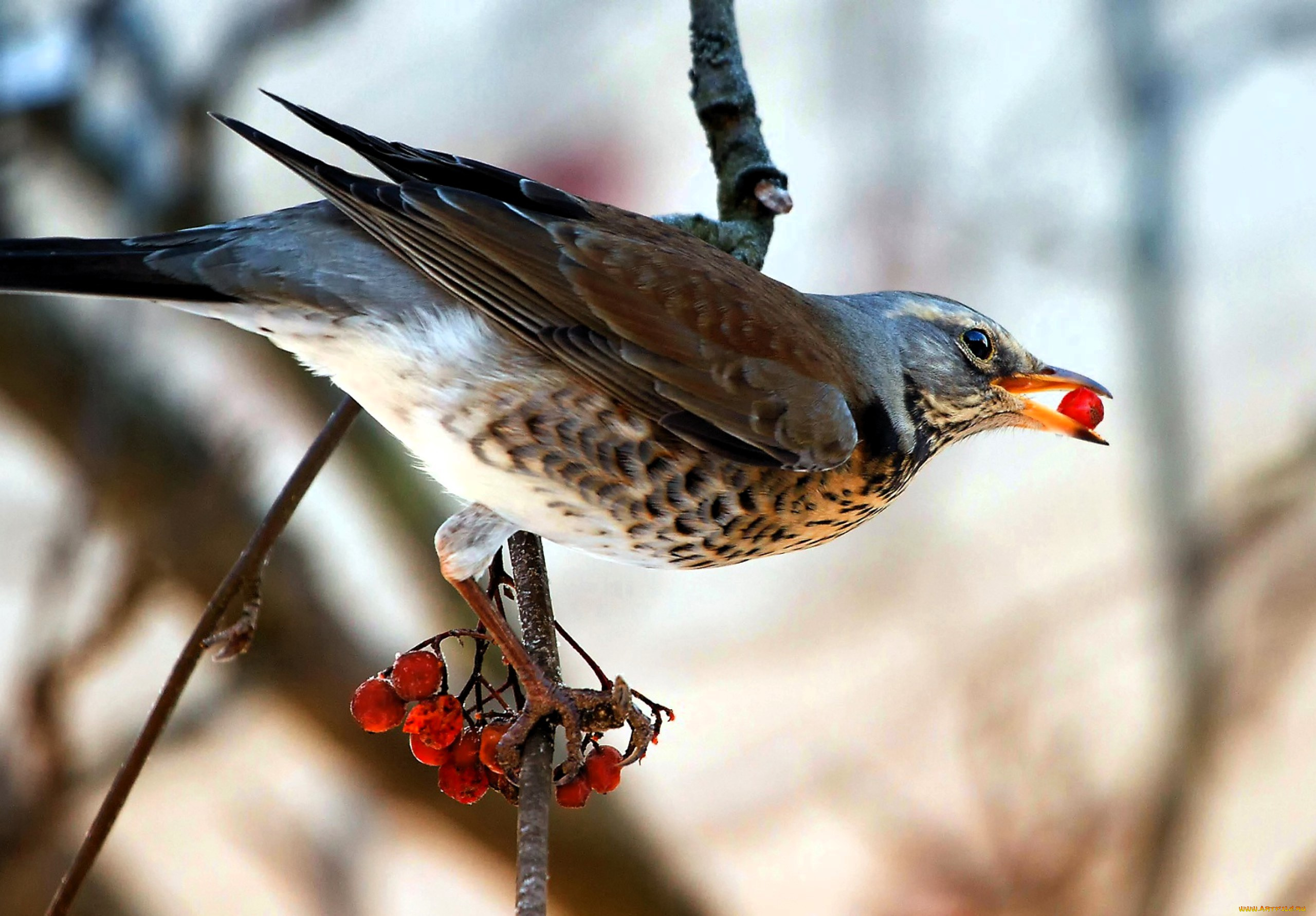 животные, птицы, птица, дрозд, ветка, дерево, ягоды, рябина