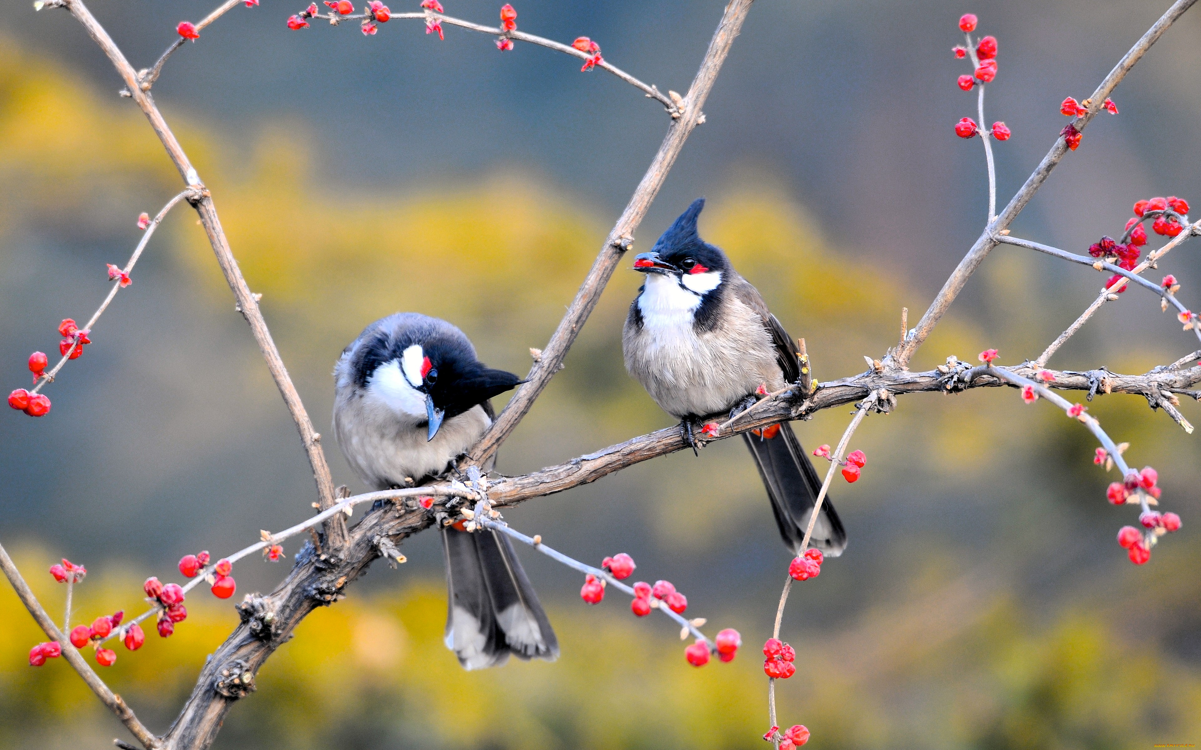 животные, птицы, пара, ветки, дерево, ягоды