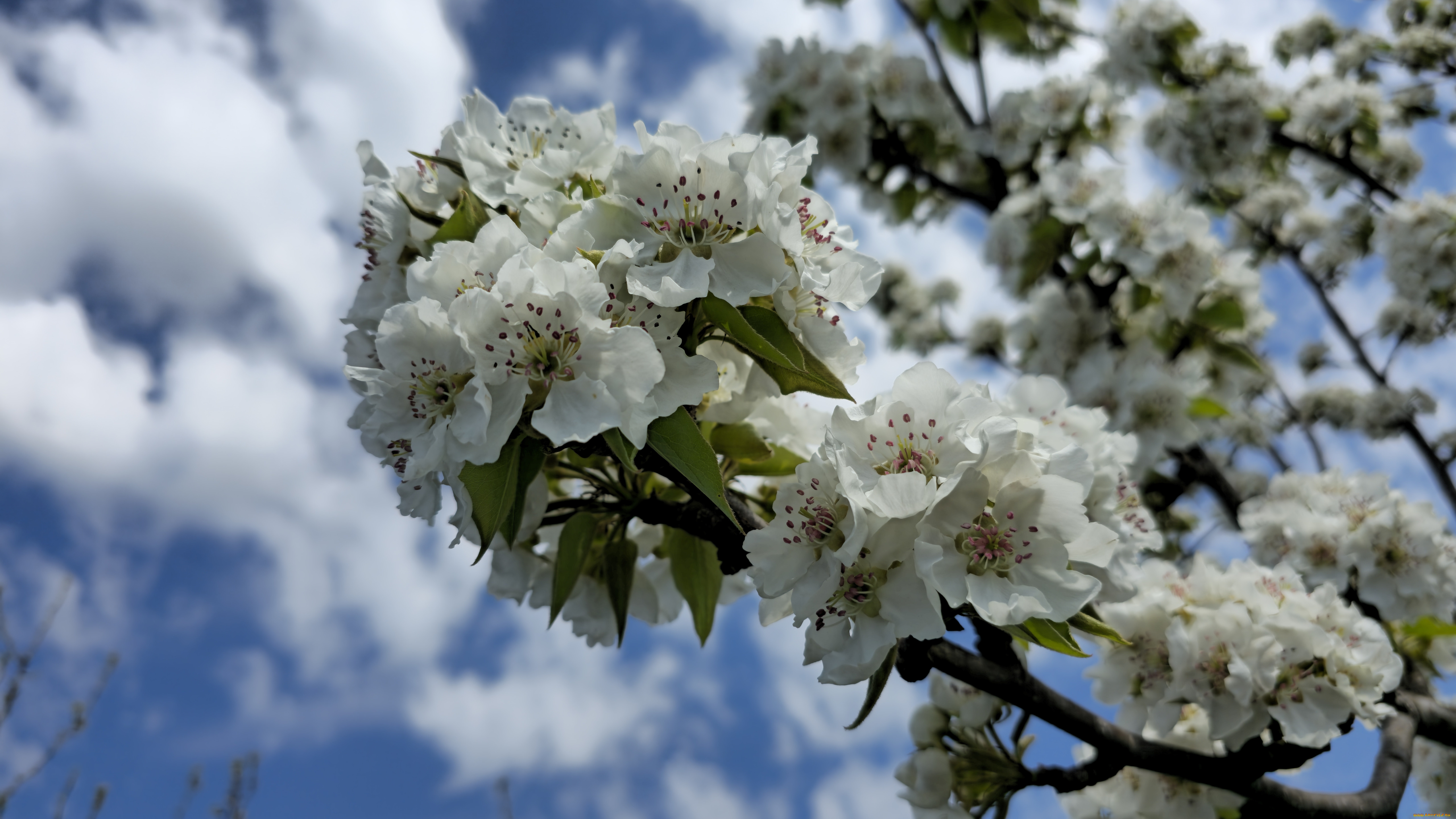 цветы, цветущие, деревья, , , кустарники