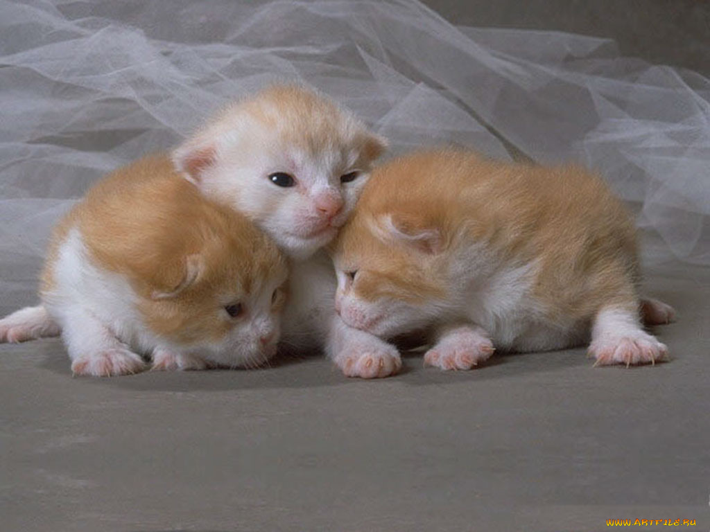 животные, коты